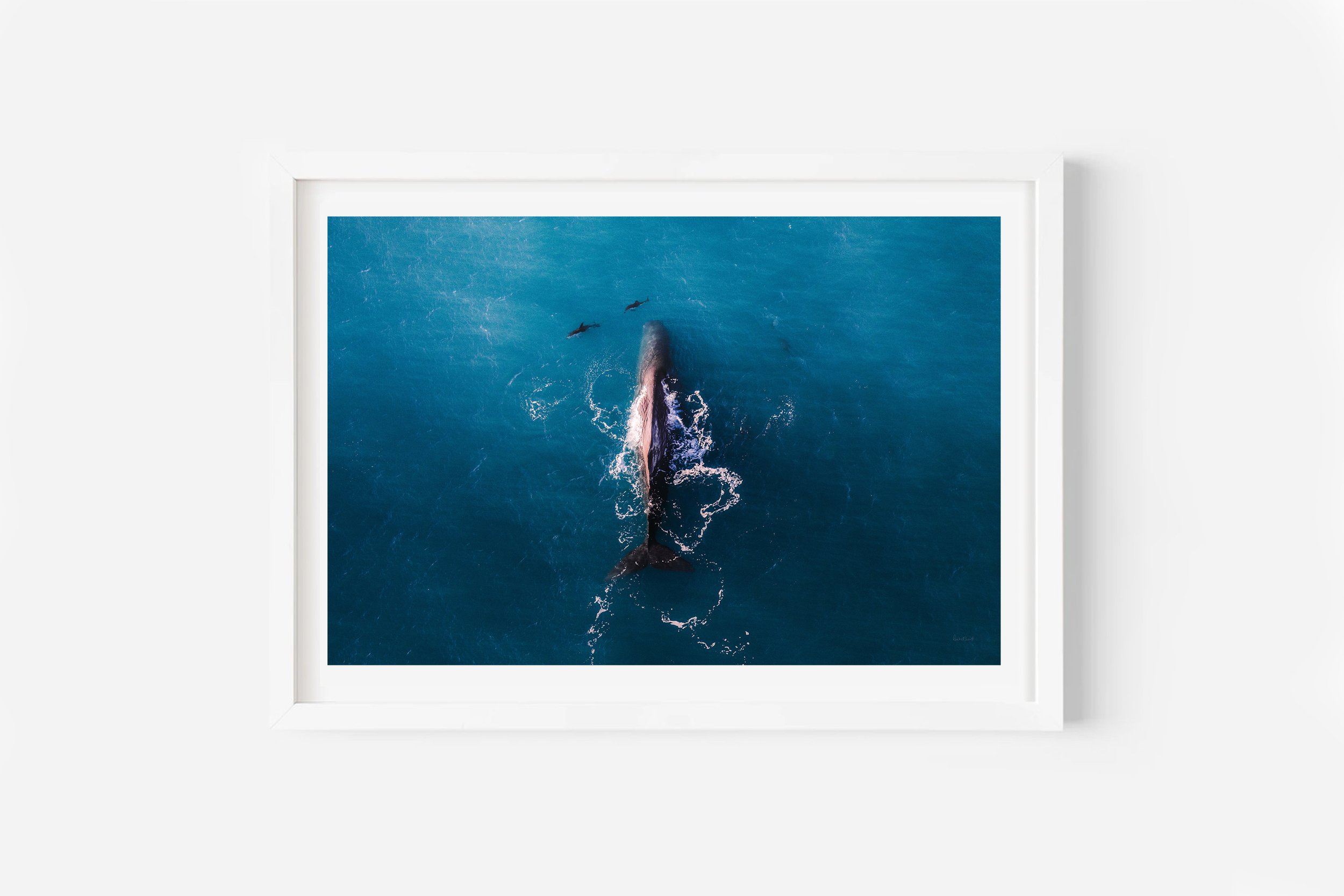 Kaikoura Sperm Whale aerial NZ Print