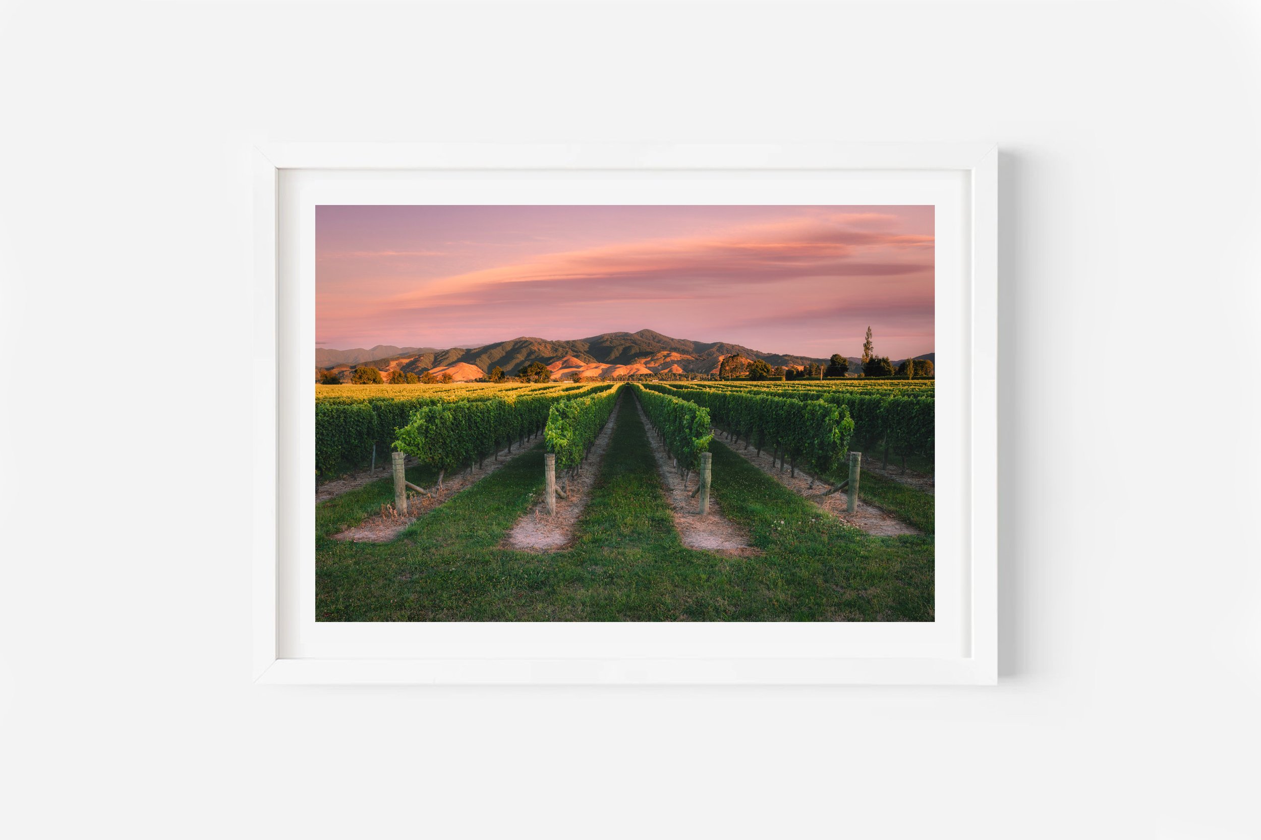 NZ Print of Marlborough Vineyard Wine Region New Zealand