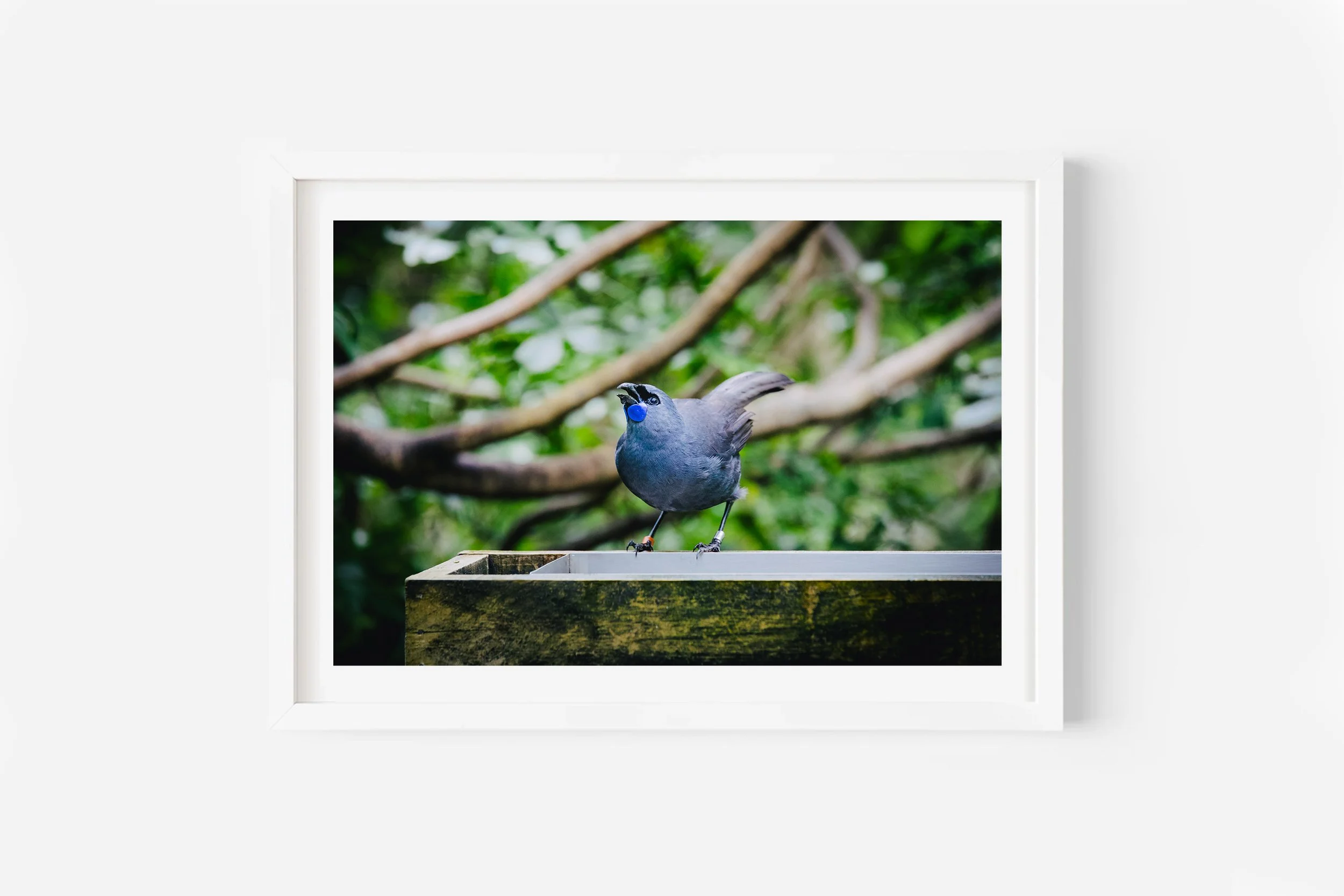 New Zealand Bird North Island Kokako NZ Print