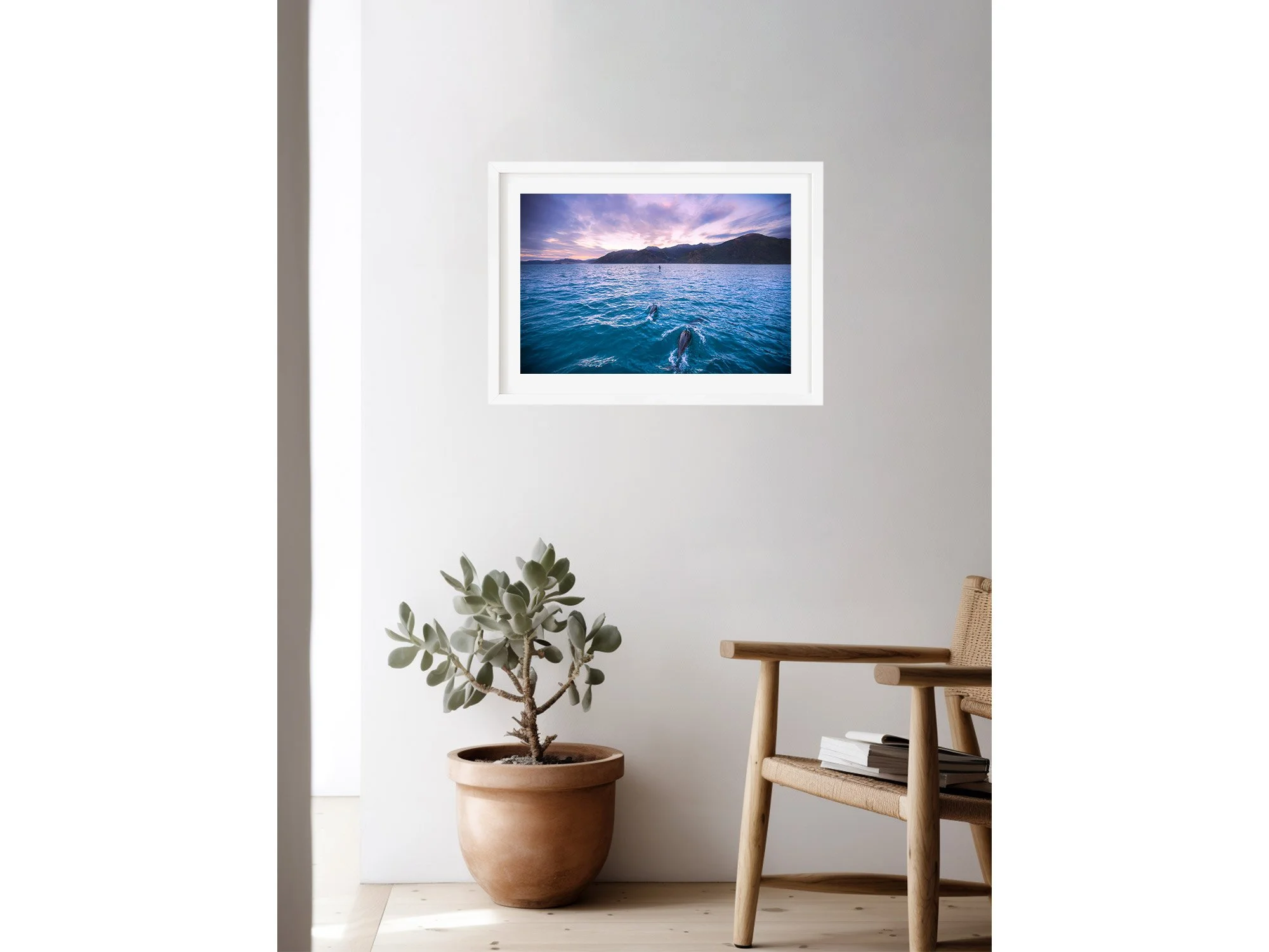 Dusky Dolphins Kaikoura Swim NZ Print