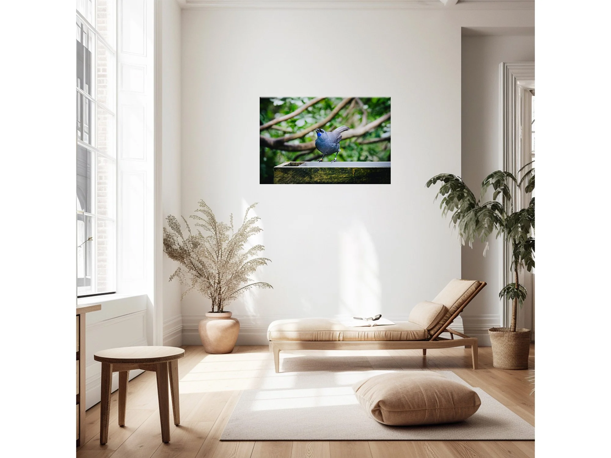 New Zealand Bird North Island Kokako NZ Print