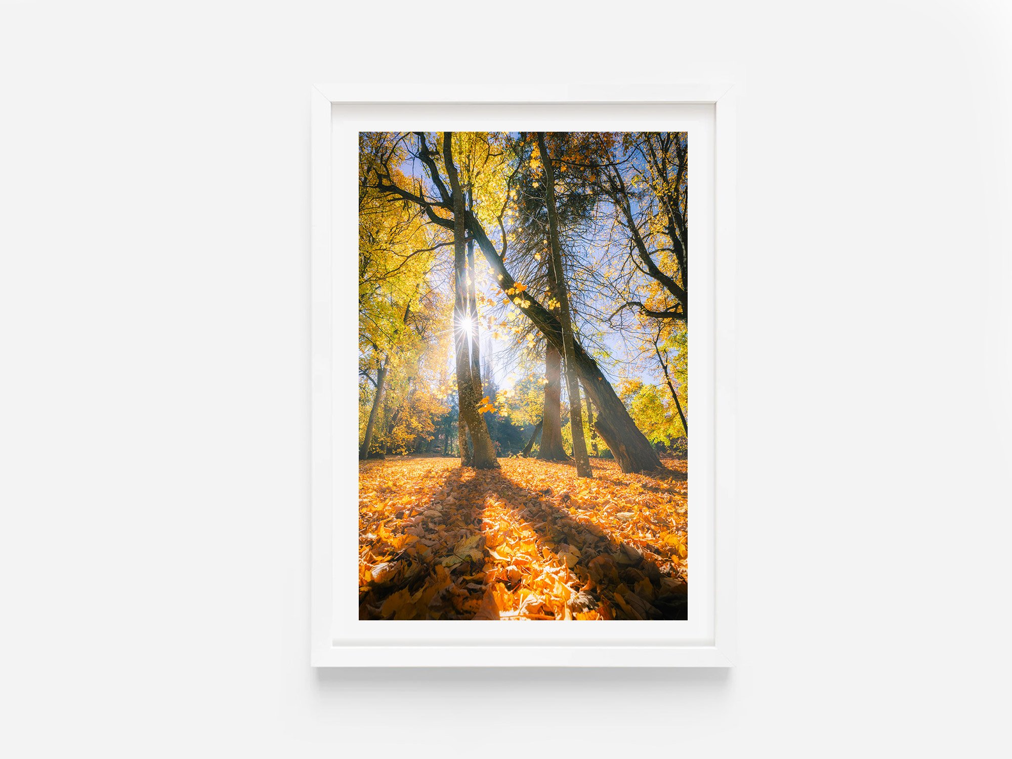 thurlby domain arrowtown autumn queenstown fine art print