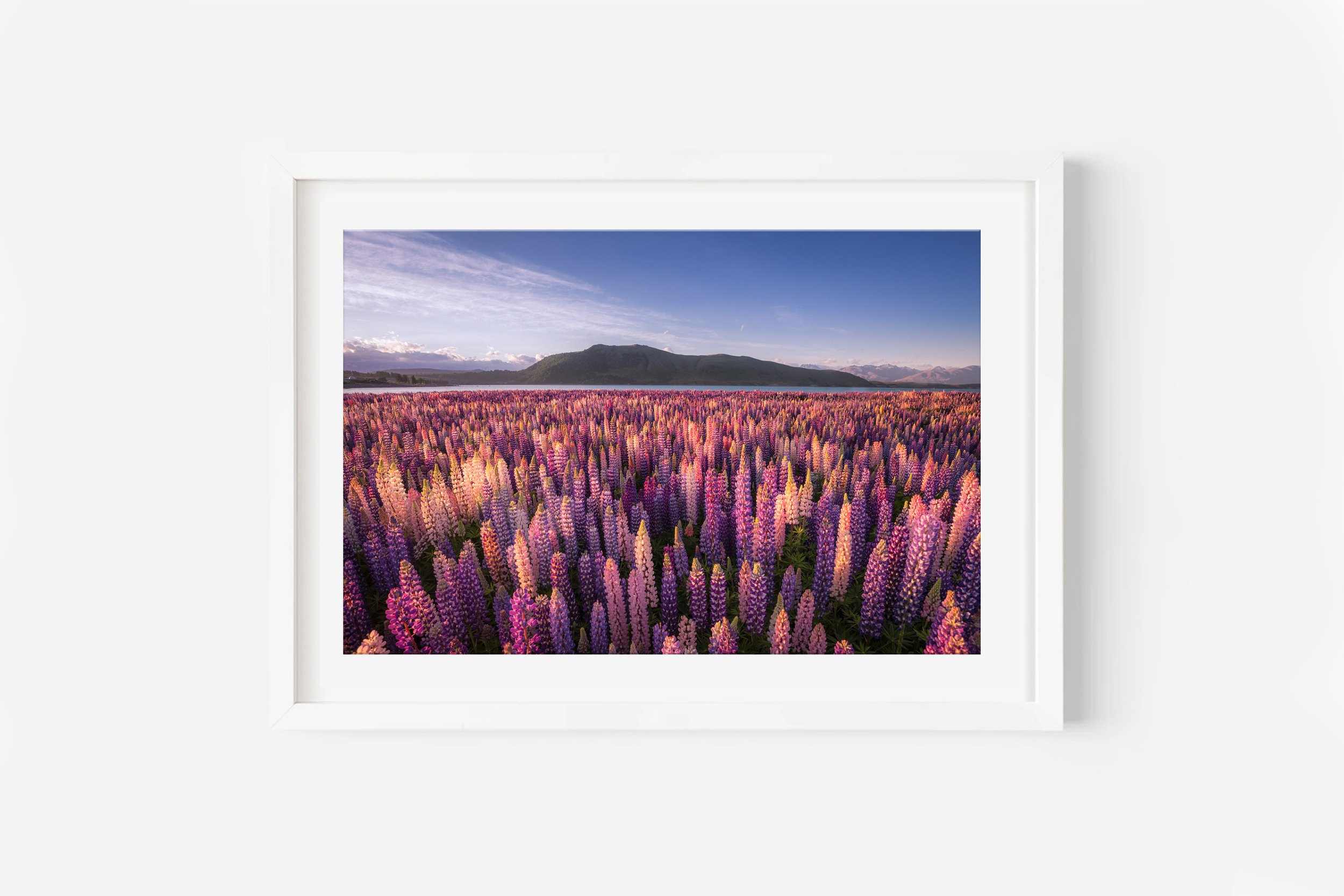 Sunset Lake Tekapo Lupins Mount John NZ Print