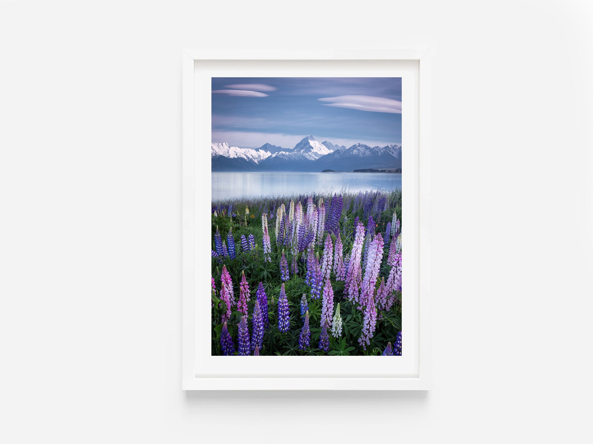 Lake Pukaki Mount Cook Lupins Spring Flowers NZ Print