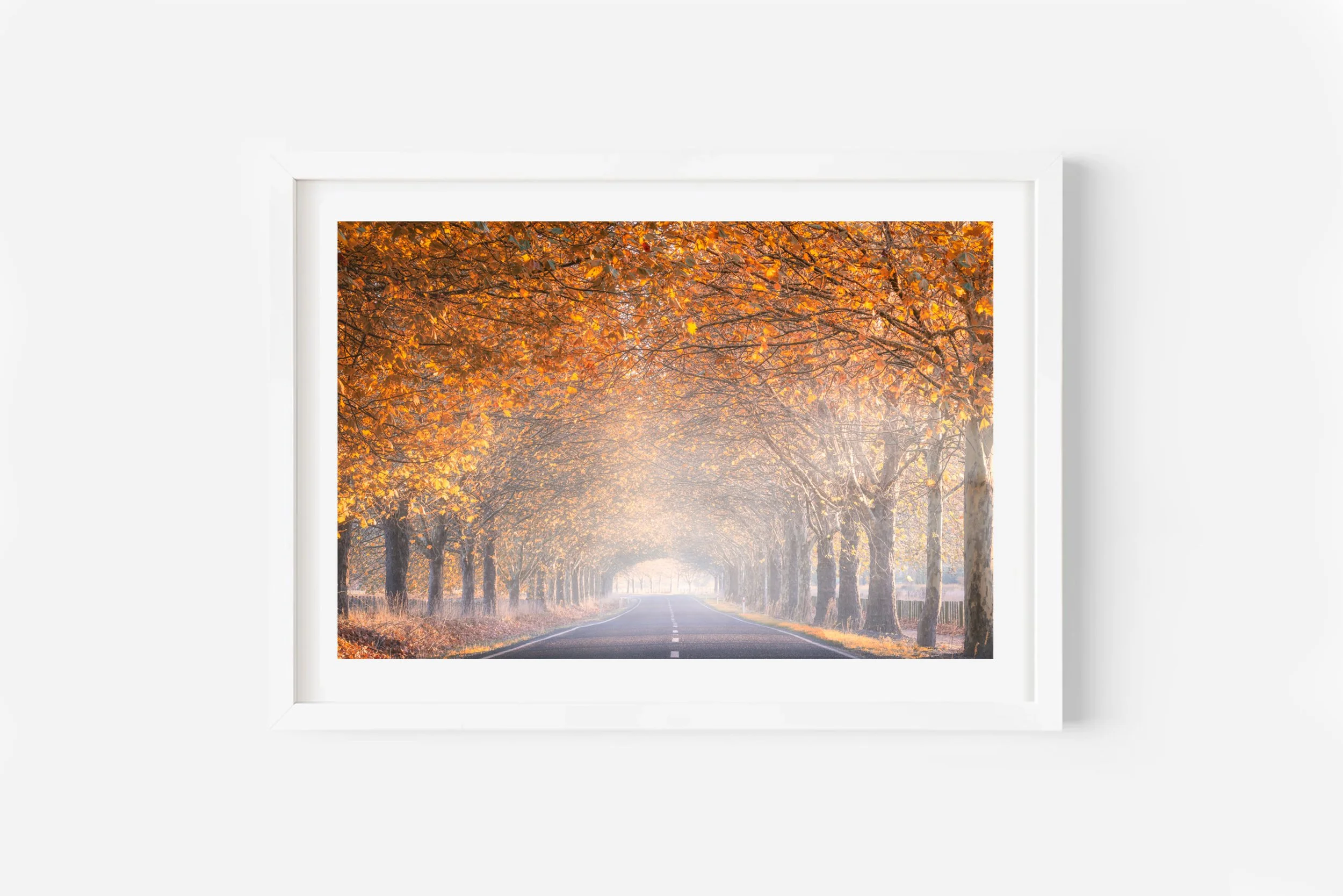 Hawkes Bay Autumn Trees and Fog NZ Print