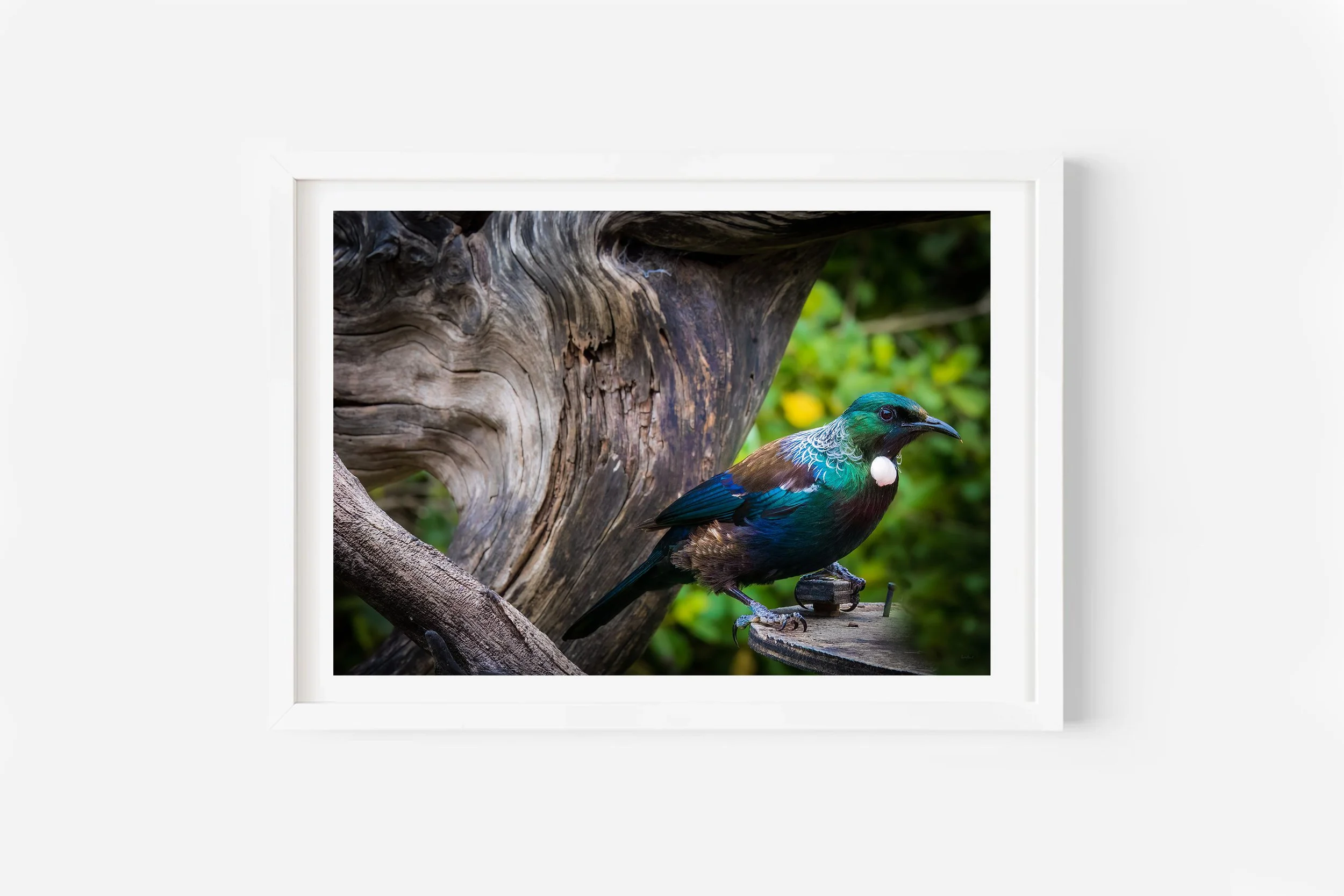 New Zealand Bird Tui NZ Print