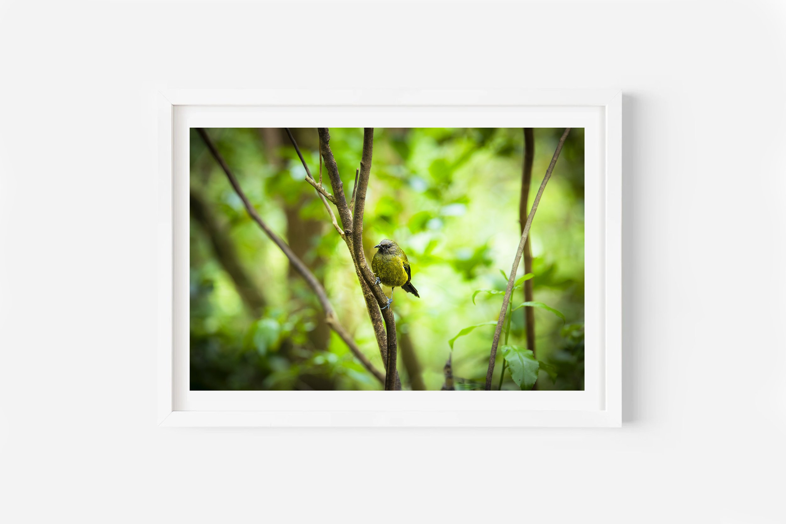 New Zealand Bell Bird Korimako Photo Print