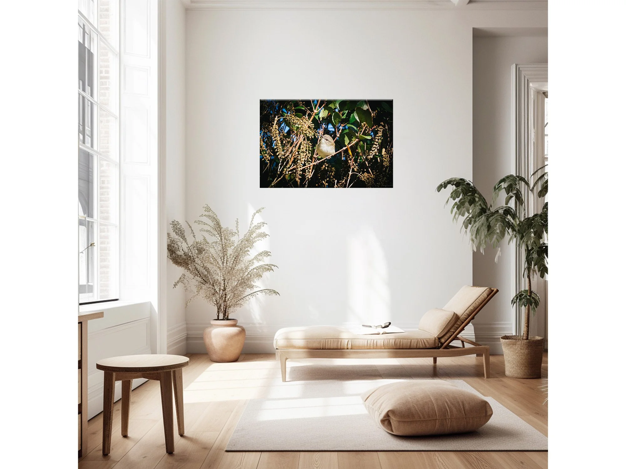 New Zealand Grey Warbler Bird Photo Print NZ