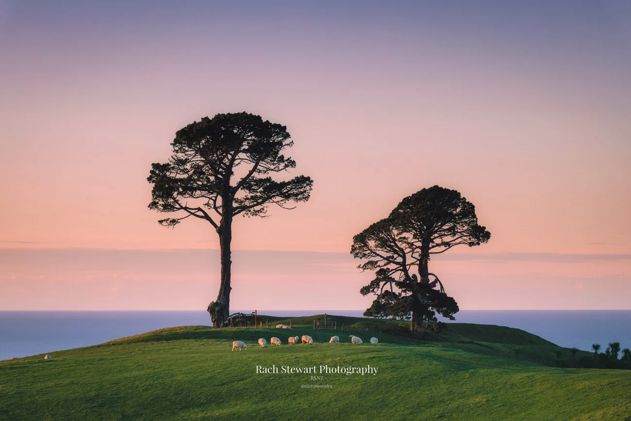 Papamoa Hills Regional Park Twin Pines Bay of Plenty NZ Print