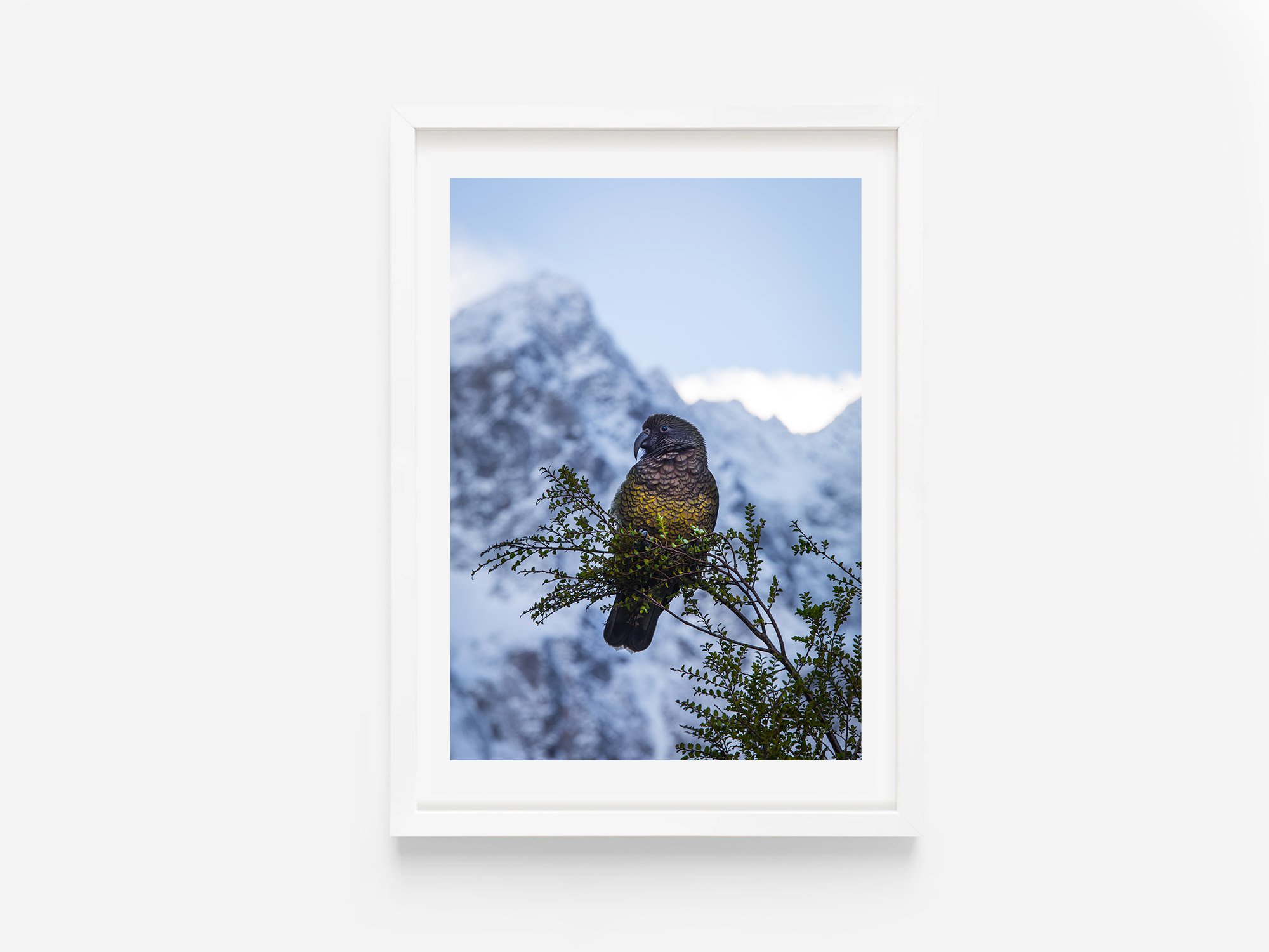 New Zealand Bird Kea Parrot NZ Print