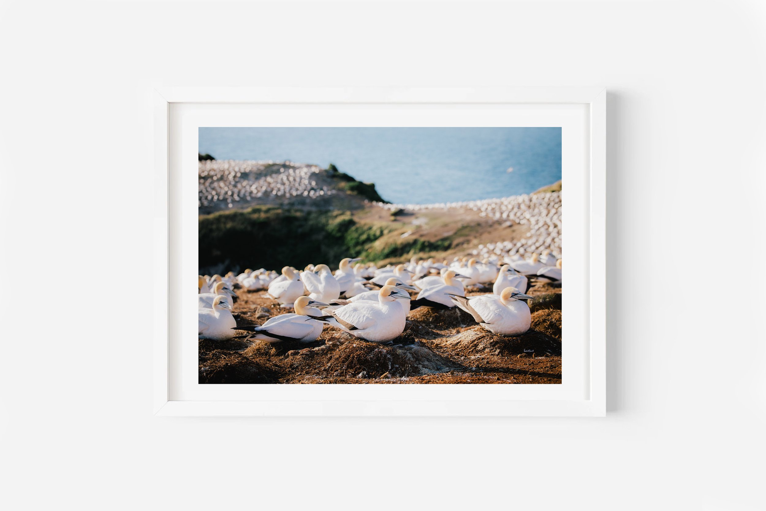 Great Barrier Island Gannet Colony Auckland NZ Print