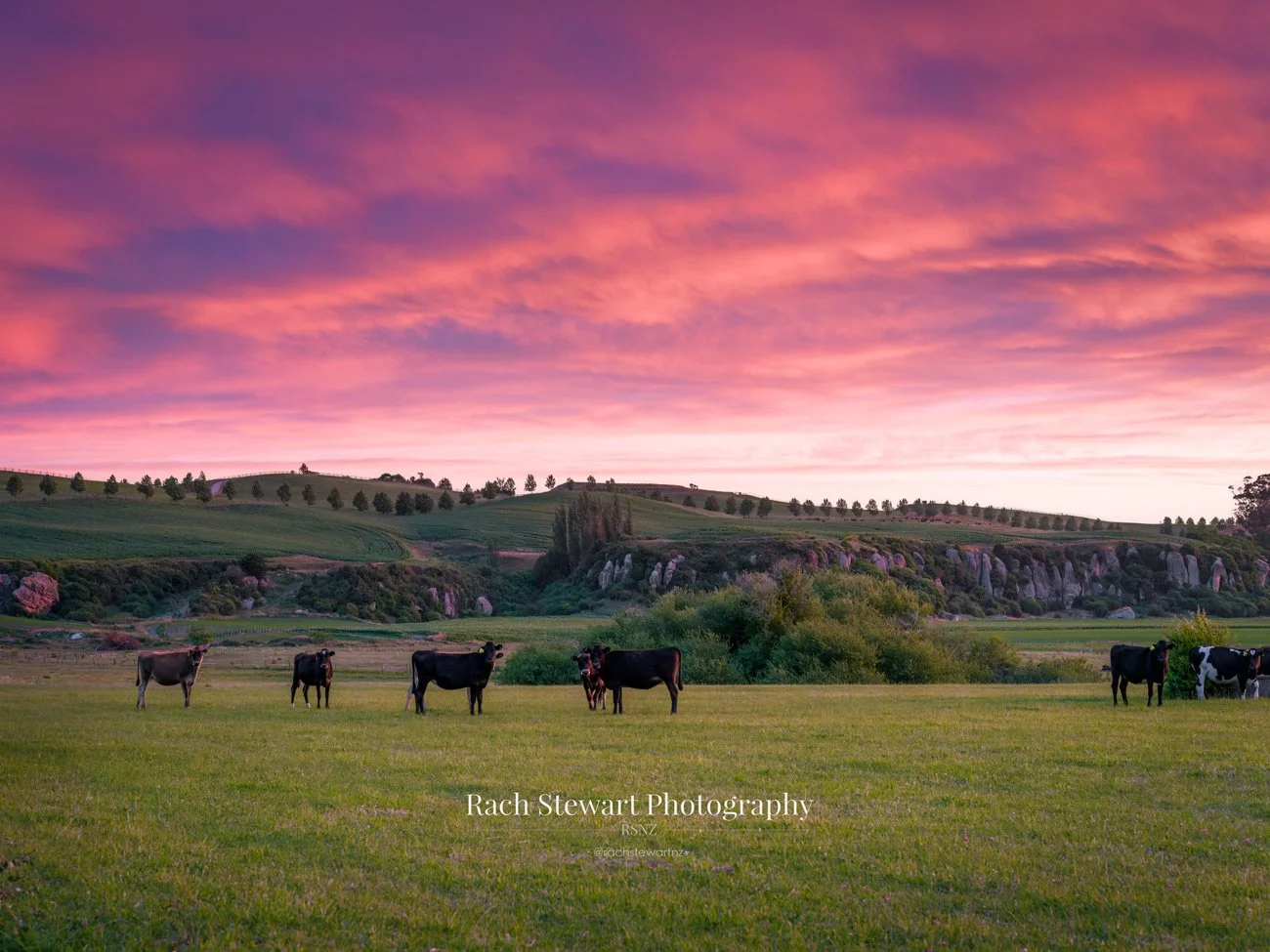 waikato farmland rural sunset new zealand print