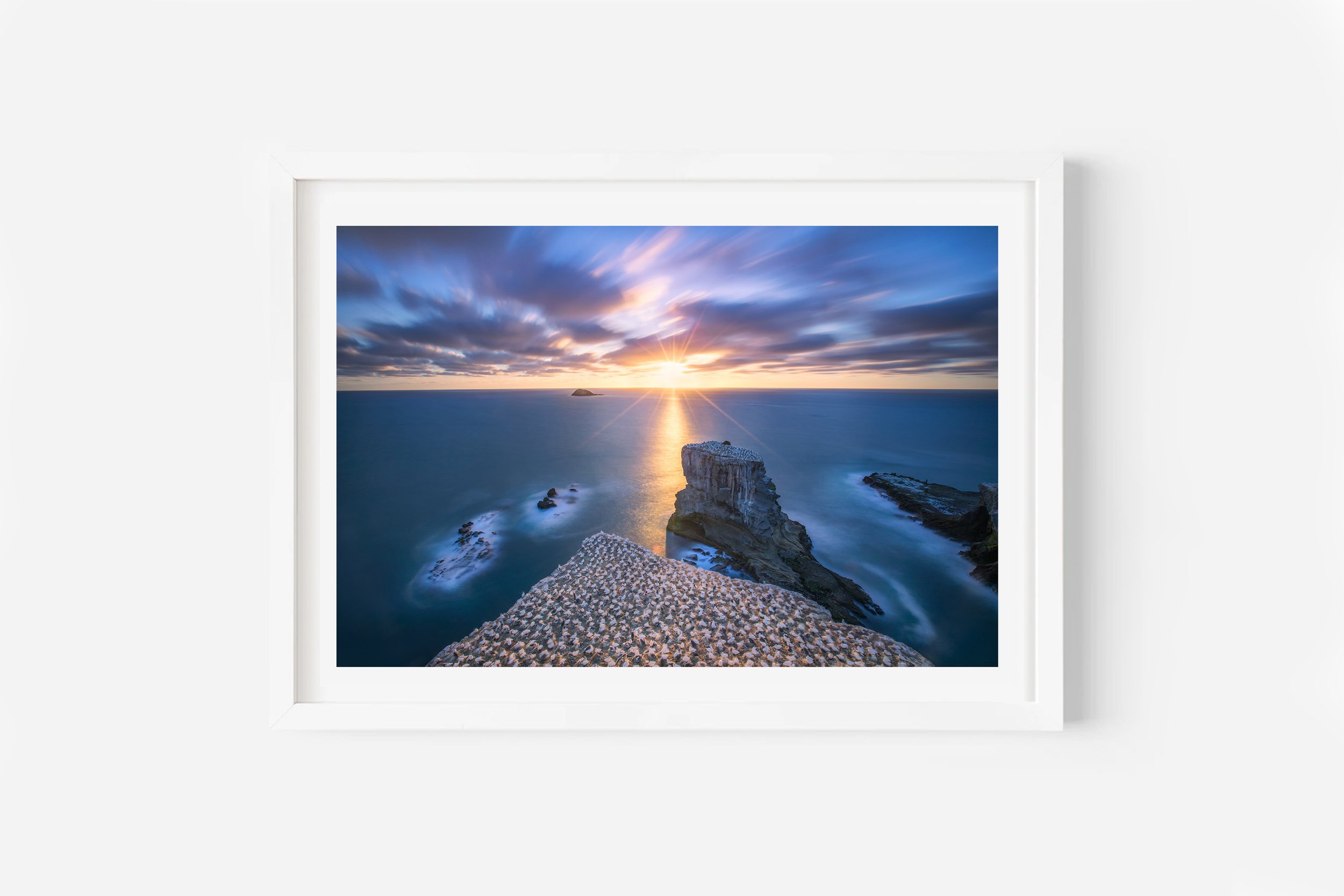 Muriwai Ganney Colony Auckland sunset NZ Print