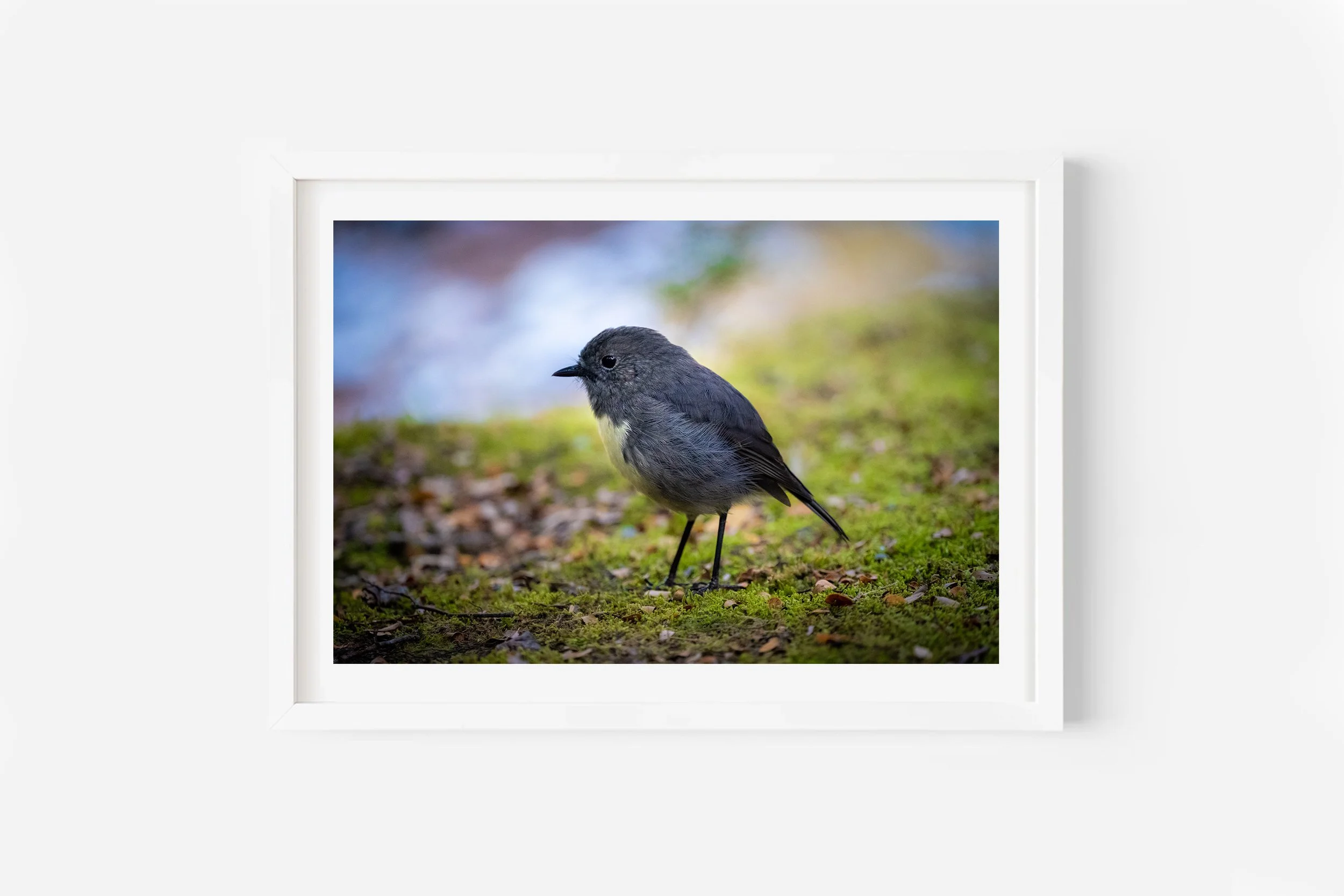 New Zealand Bird South Island Robin NZ Print