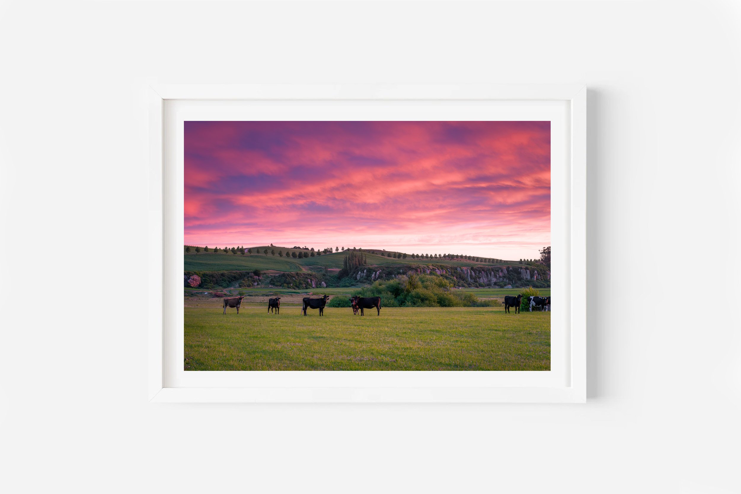 waikato farmland rural sunset new zealand print