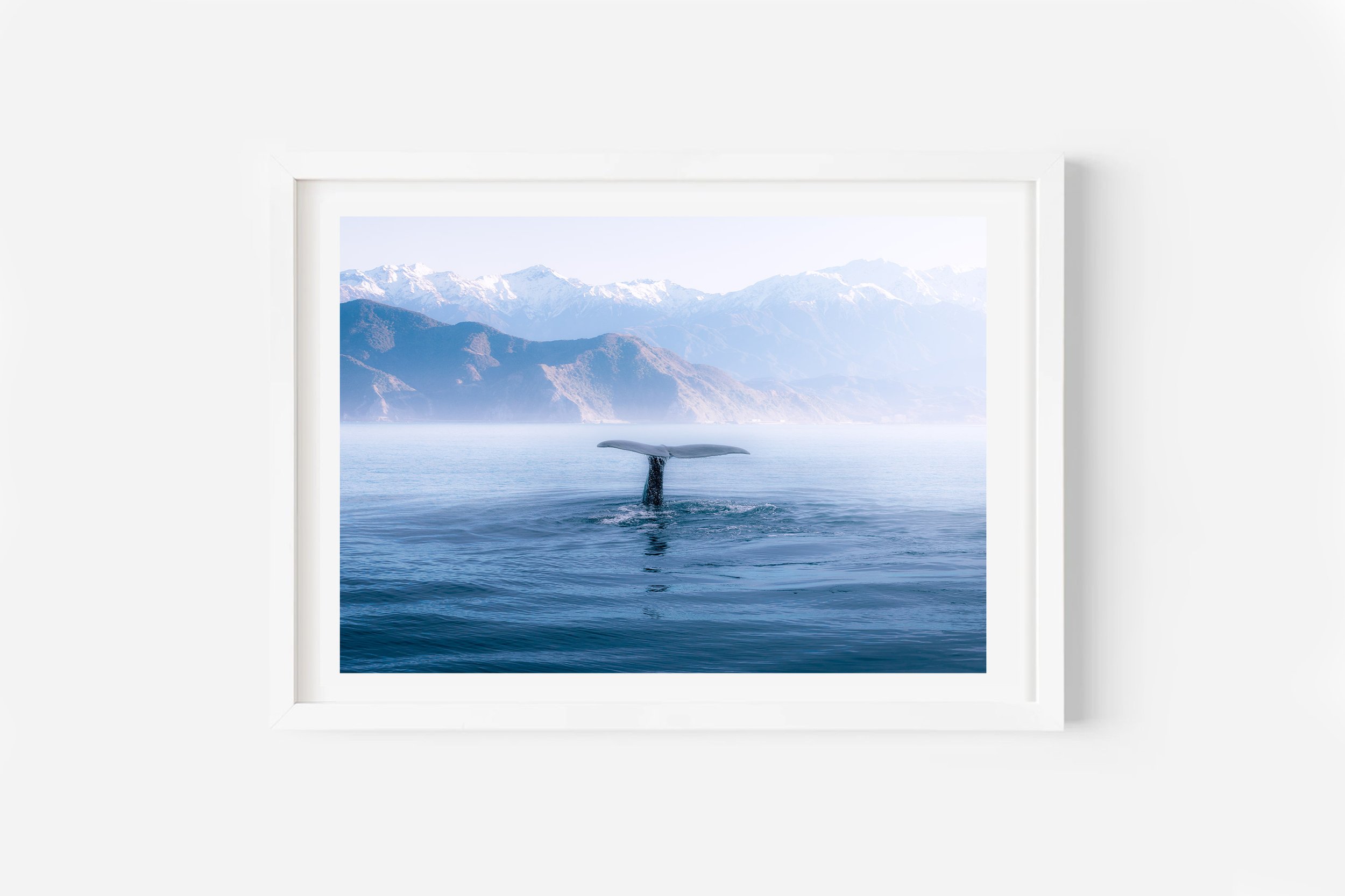 Sperm Whale diving in Kaikoura NZ Print
