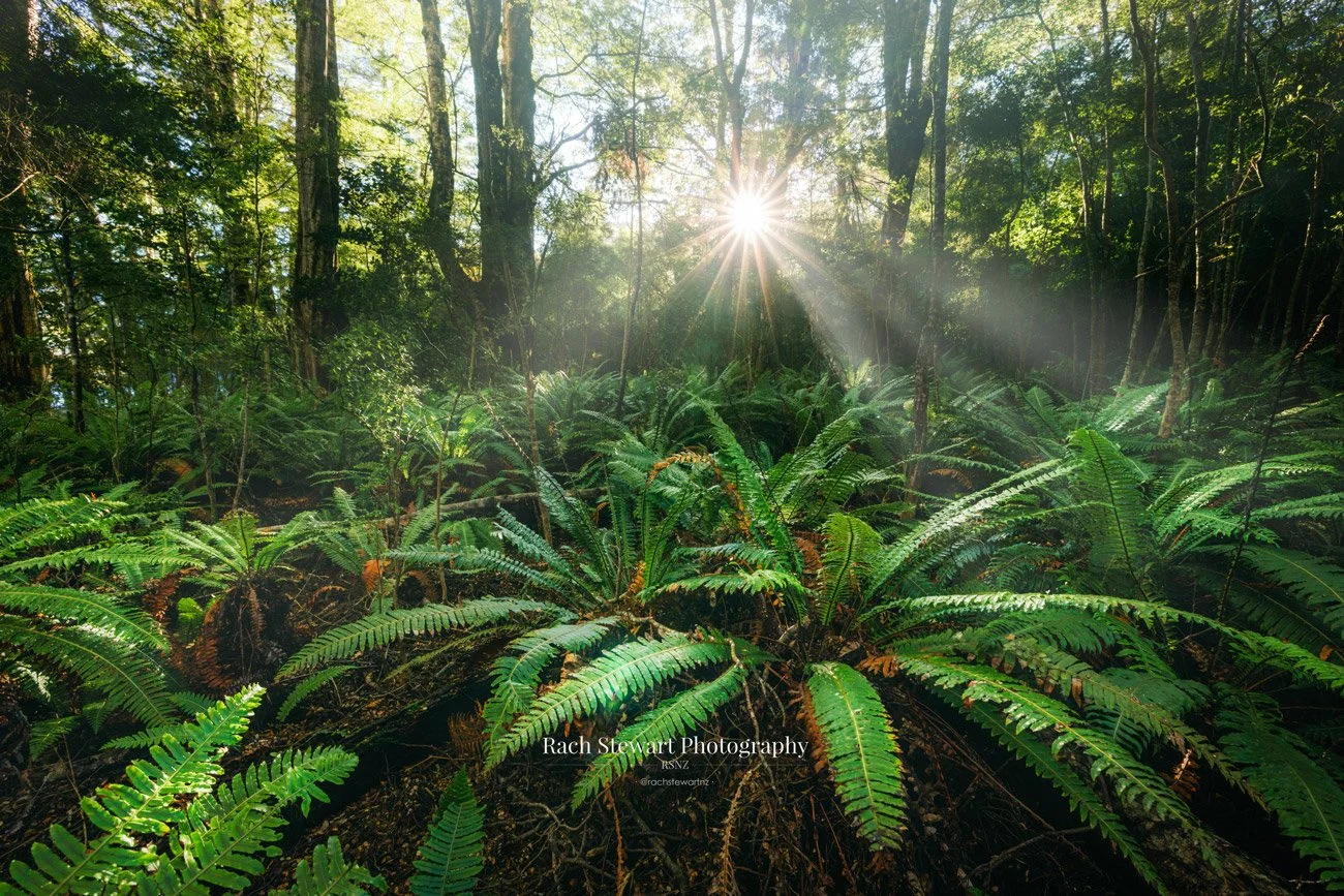 Fiordland New Zealand Native Forest Print