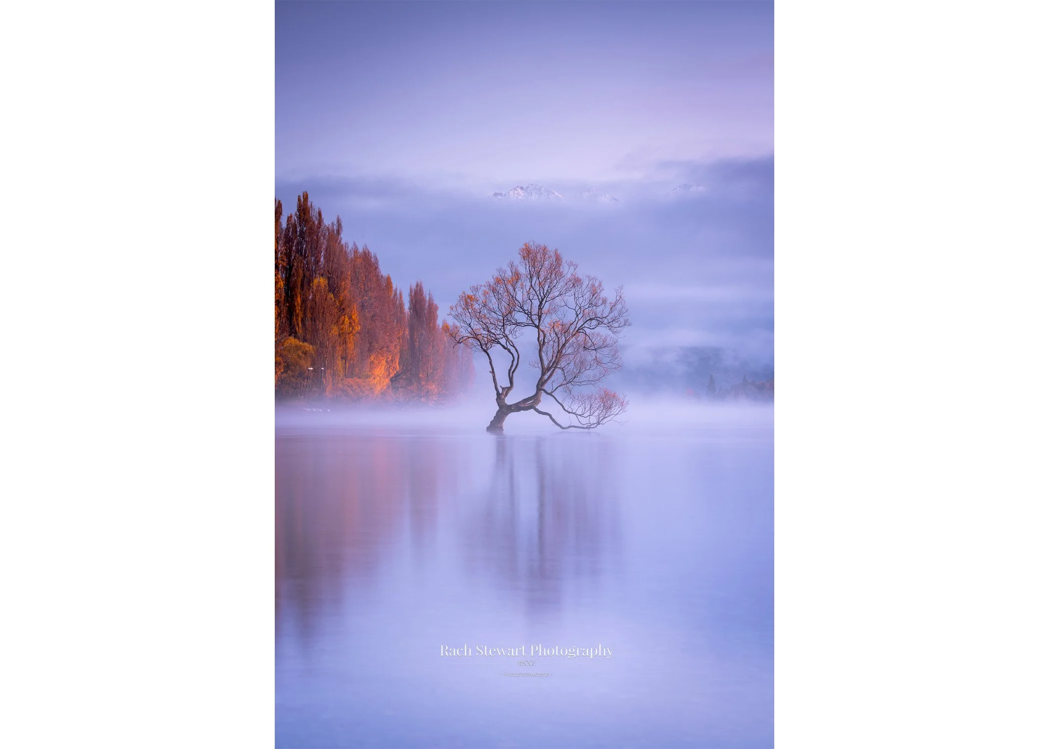 Wanaka Tree sunrise Autumn NZ Print