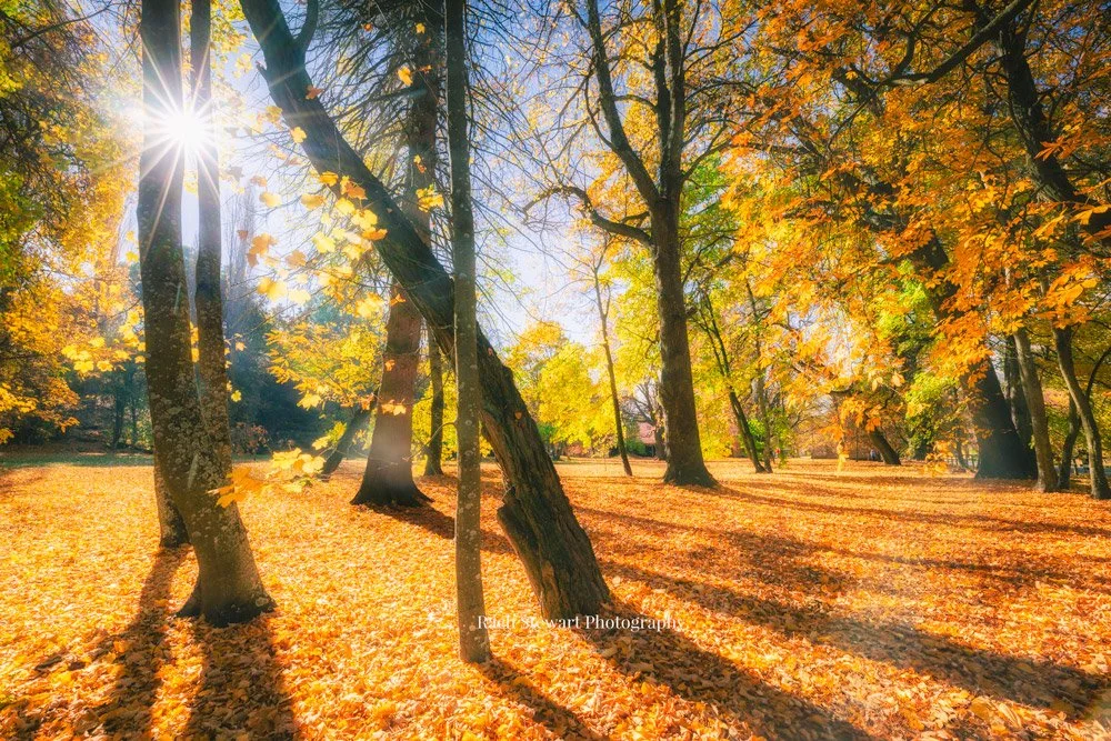 thurlby domain arrowtown autumn nz fine art print