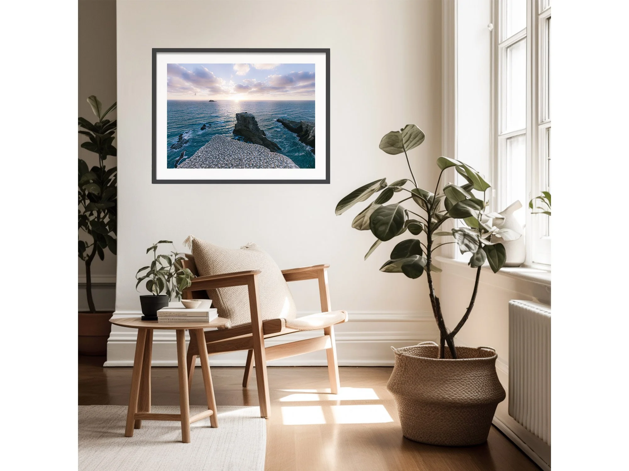 Muriwai Ganney Colony Auckland sunset NZ Print