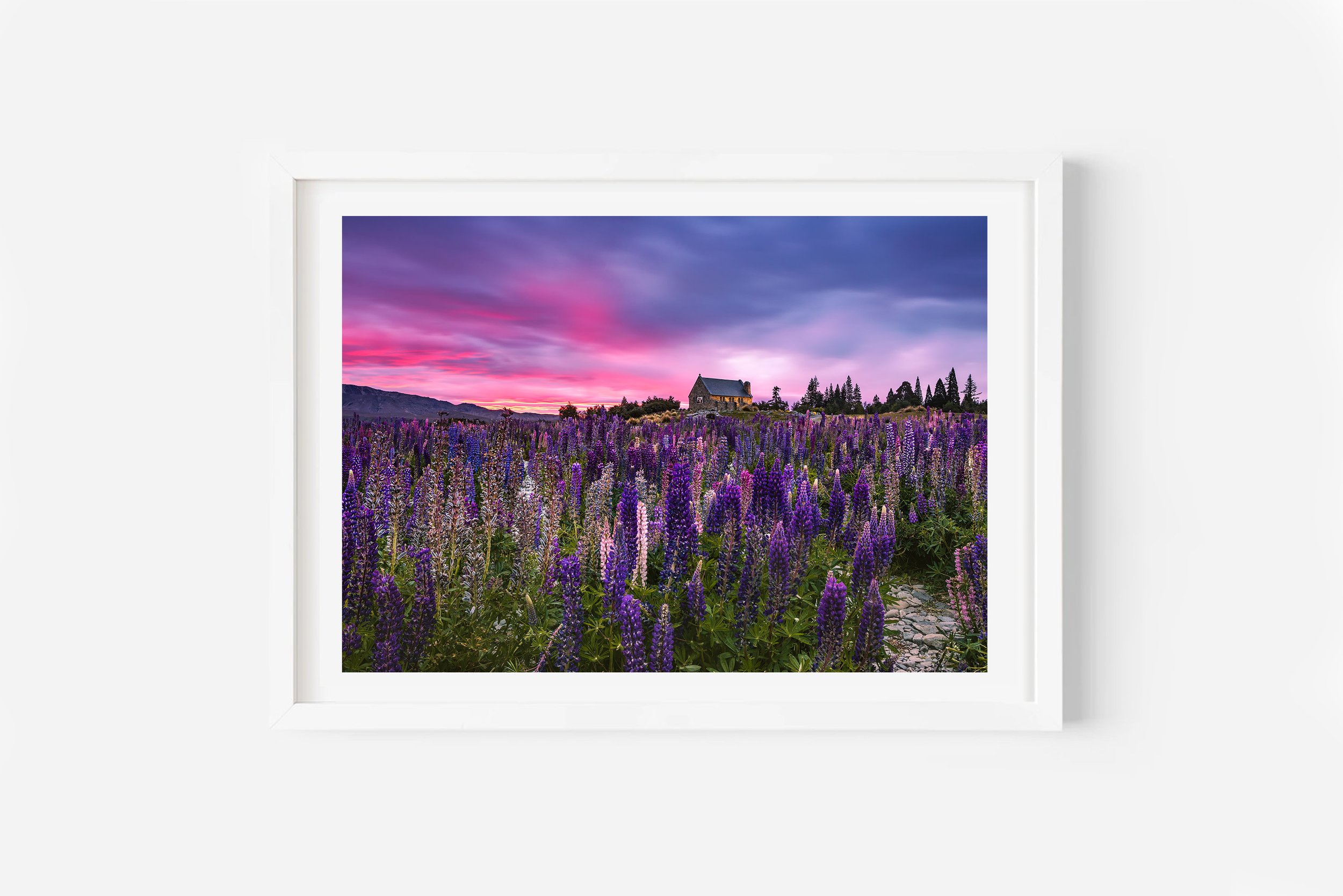 Church of the Good Shepherd Tekapo Lupins NZ Print