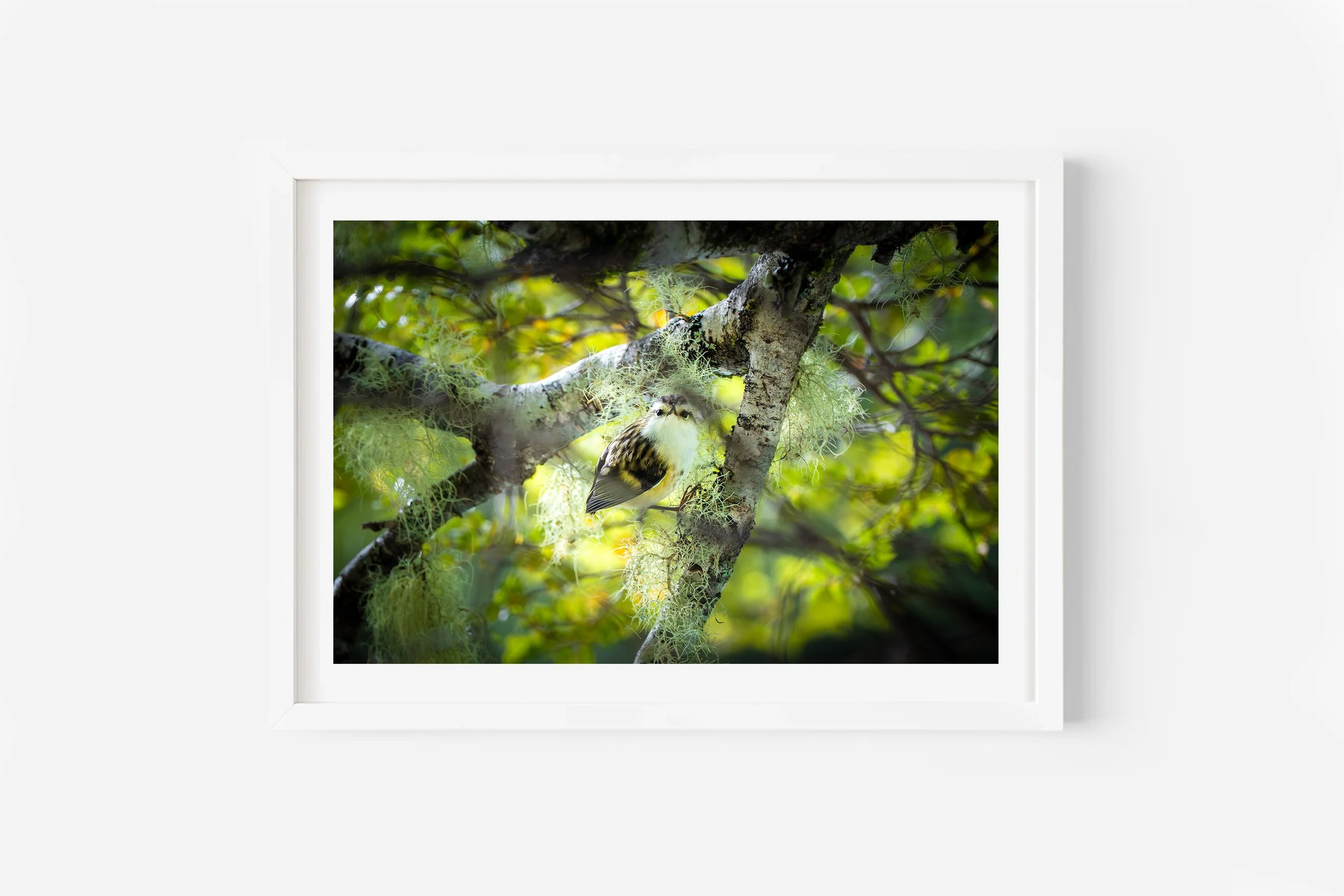 New Zealand Rifleman Bird Art Print Routeburn Track