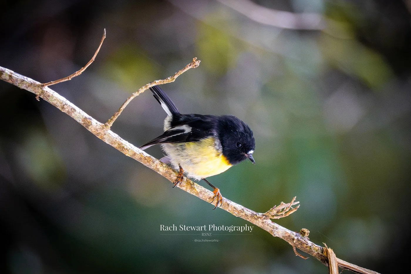 South Island Tomtit Bird
