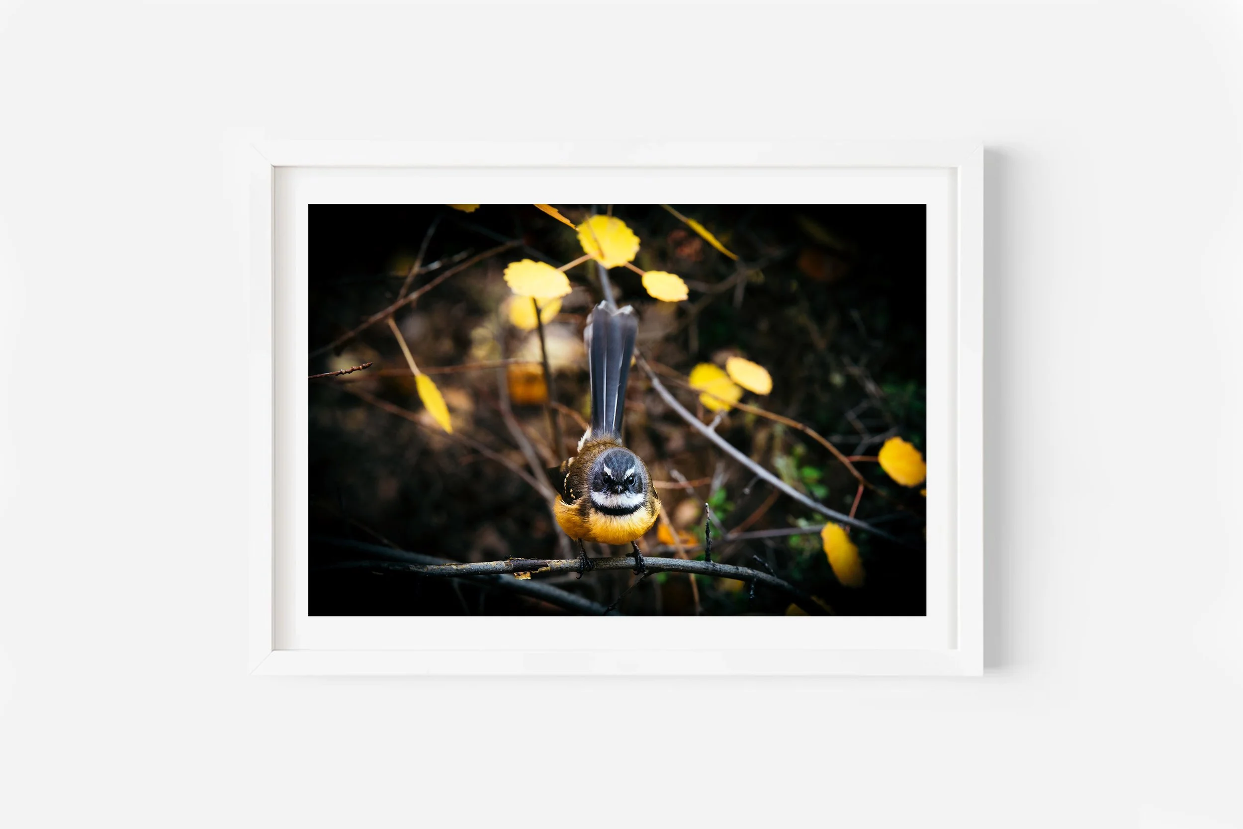 New Zealand Bird Fantail Piwakawaka NZ Print