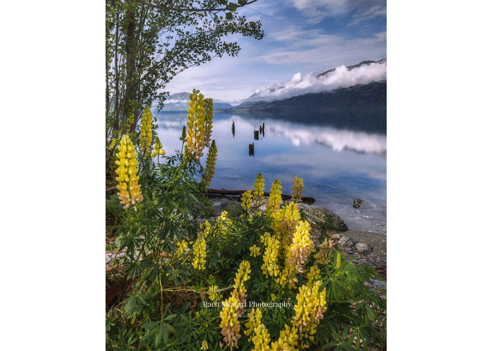 lupin flowers lake wakatipu meiklejohns bay broken jetty glenorchy art print new zealand