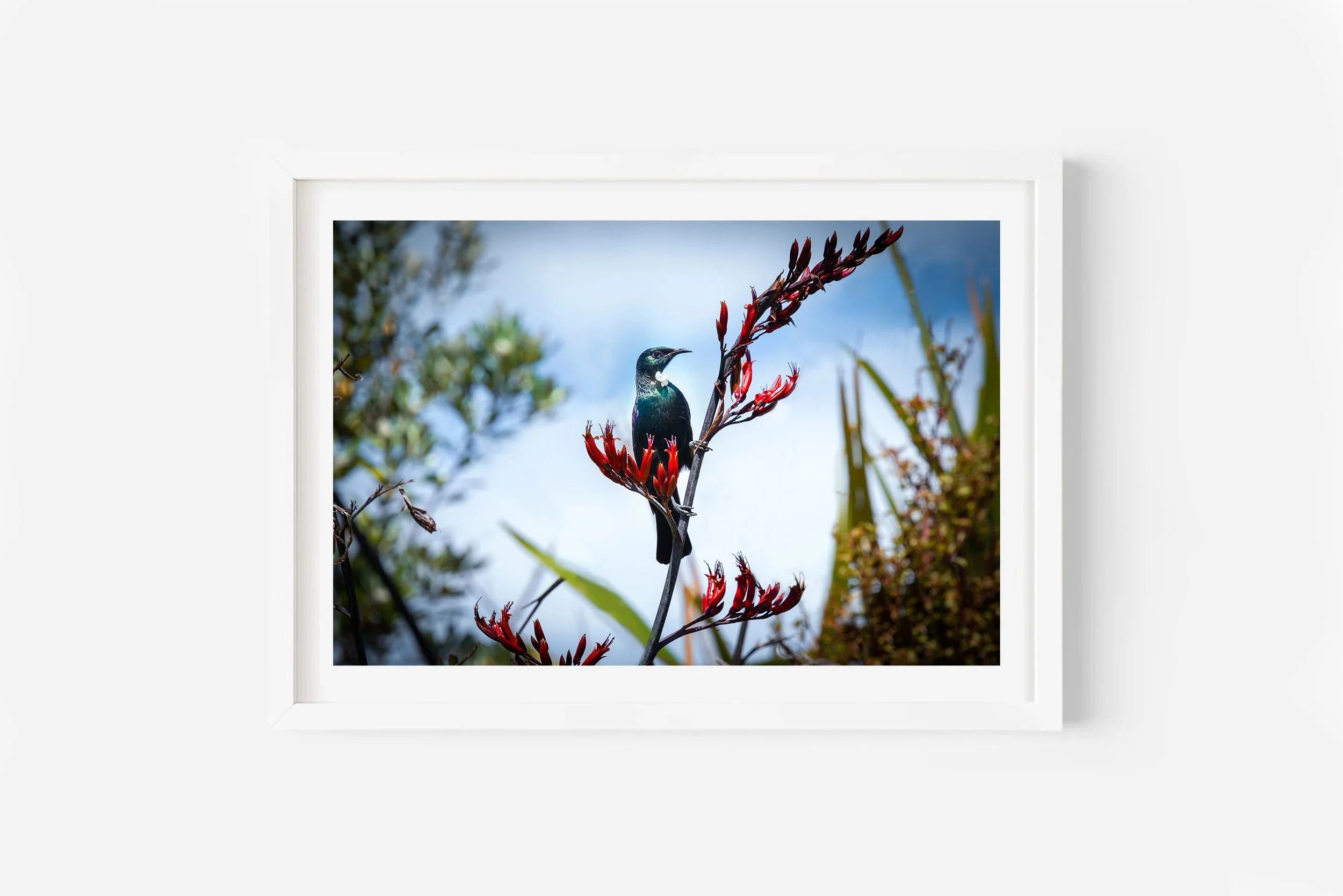 New Zealand Bird Tui NZ Print