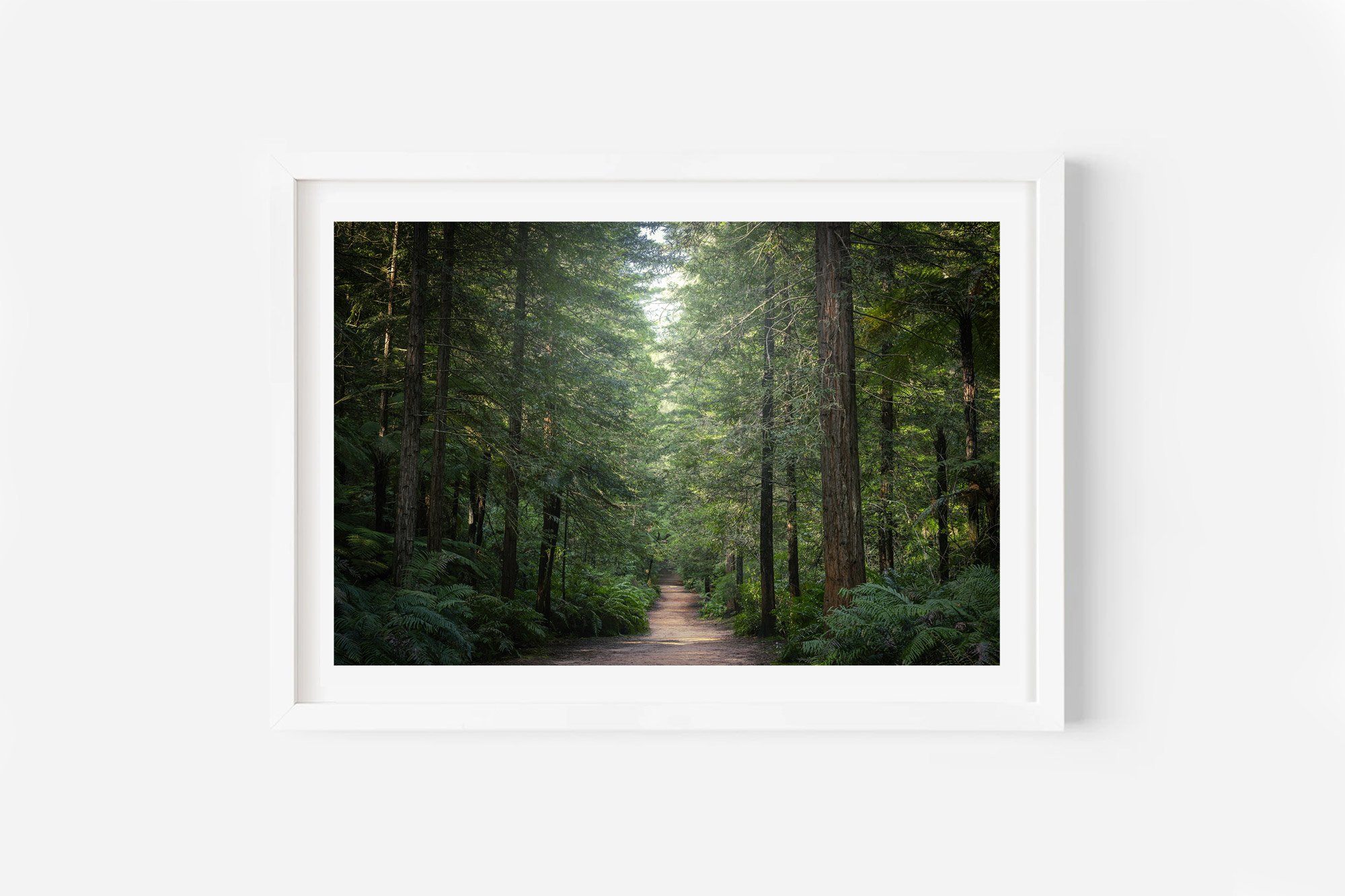 Redwood Forest Path Rotorua NZ Print