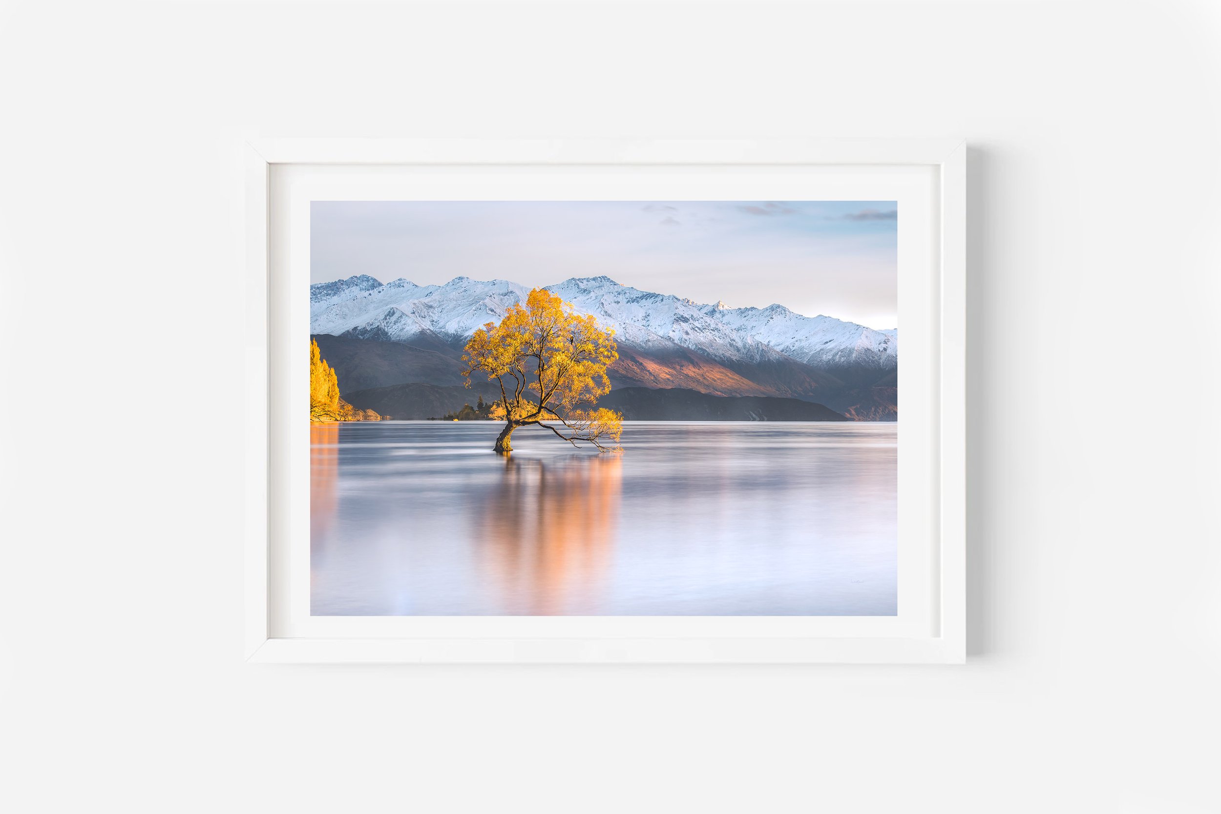 Wanaka Tree sunrise reflection Autumn NZ Print