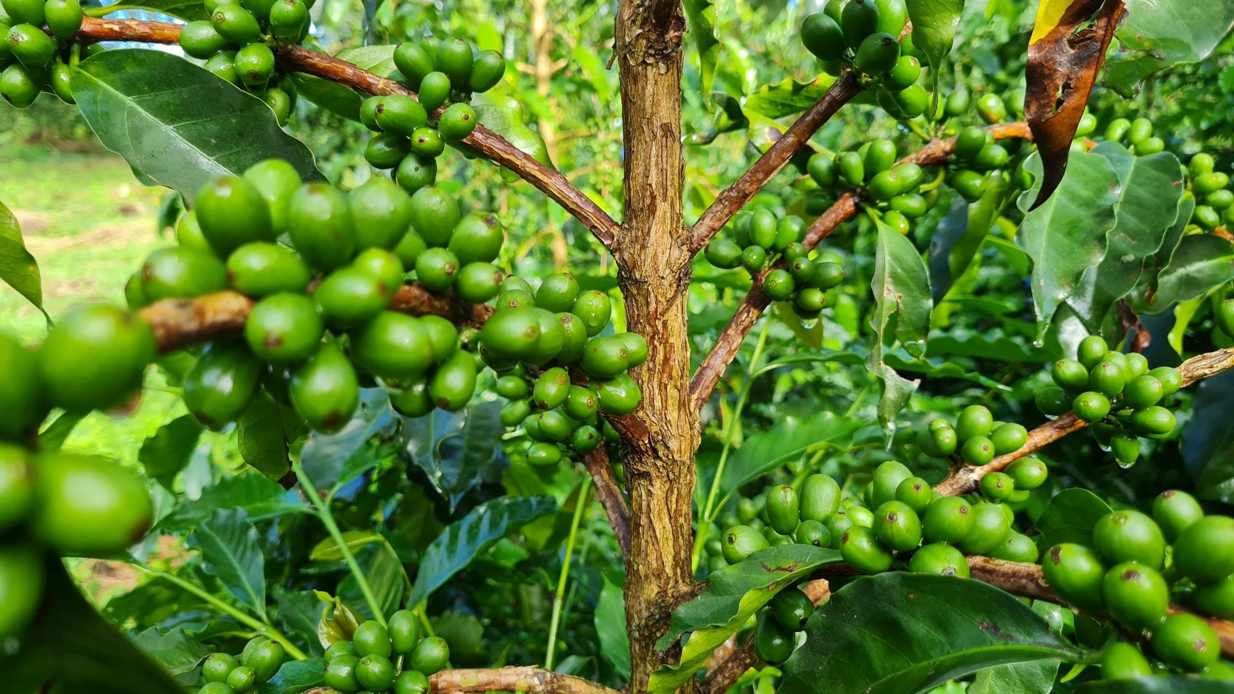 Plantación de granos de café verde en un árbol.
