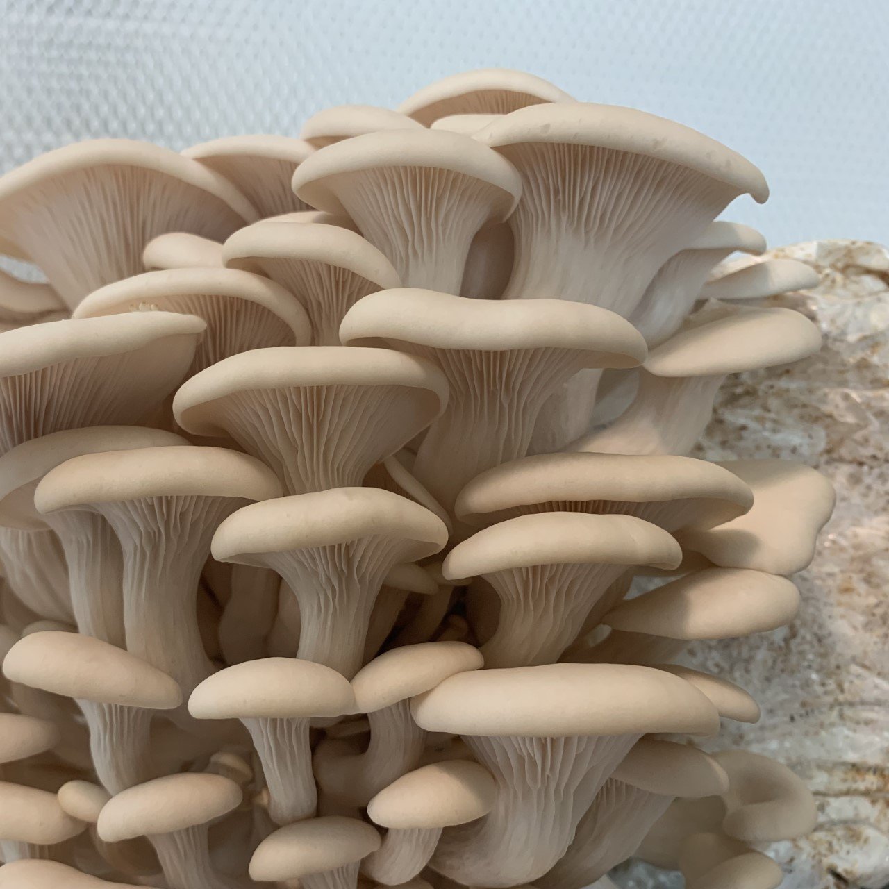 Mushroom Grow Kit Workshop @ McNally Robinson Booksellers
