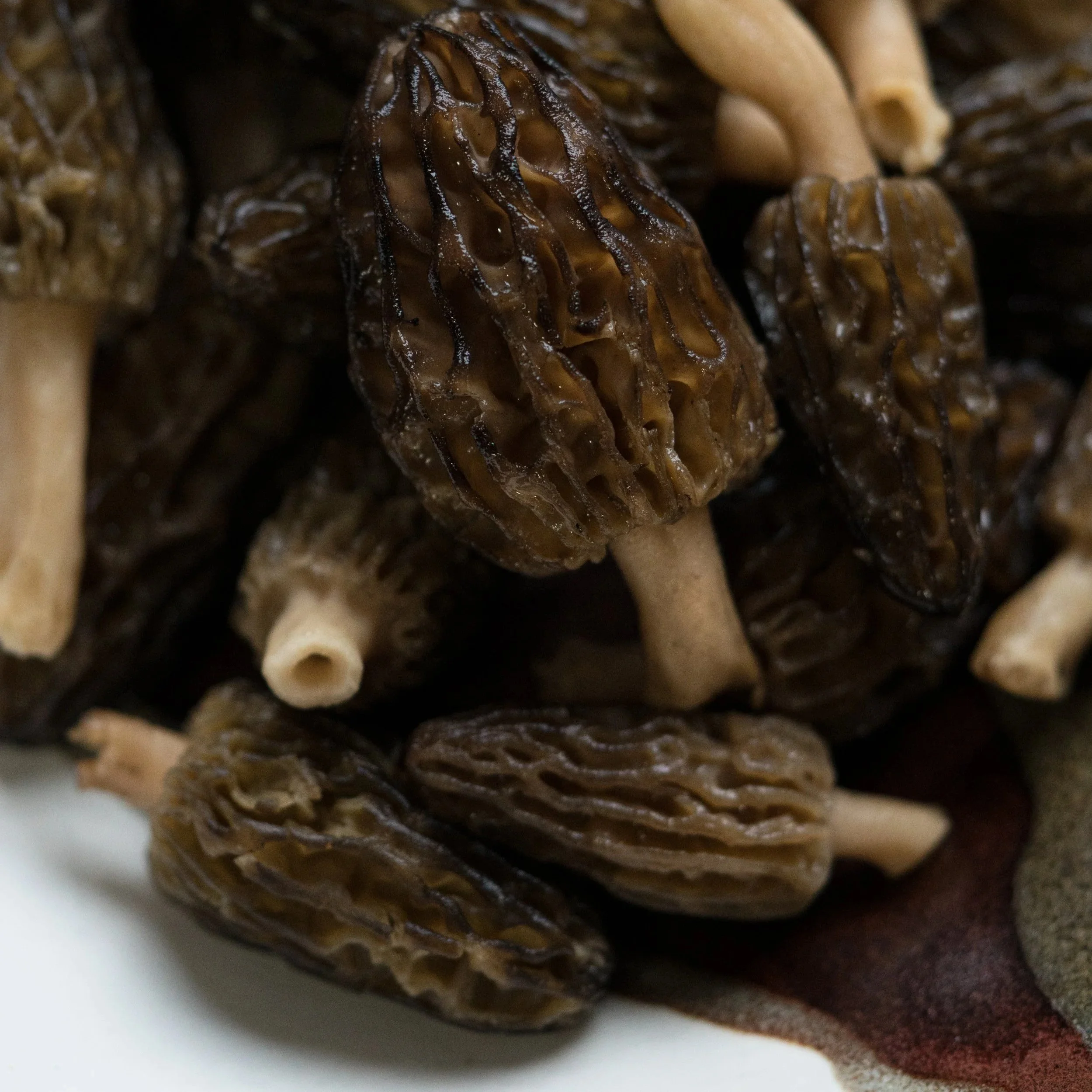 Introduction to Mushroom Identification & Foraging