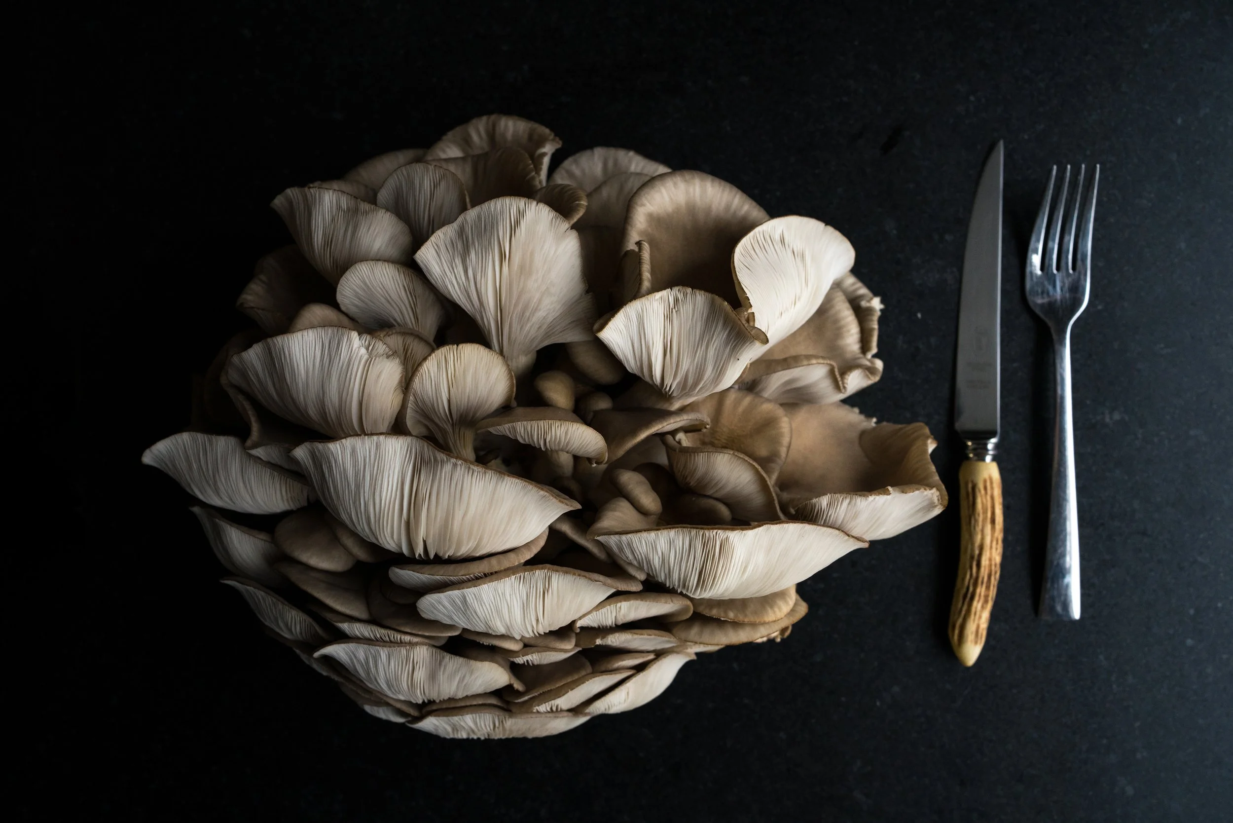 Introduction to Mushroom Cultivation