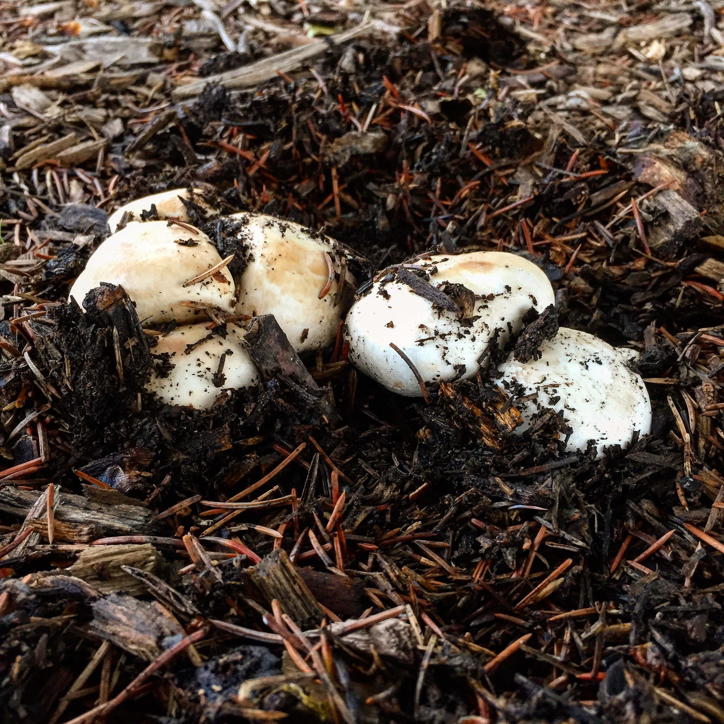 Introduction to Mushroom ID &amp; Foraging (Foray)