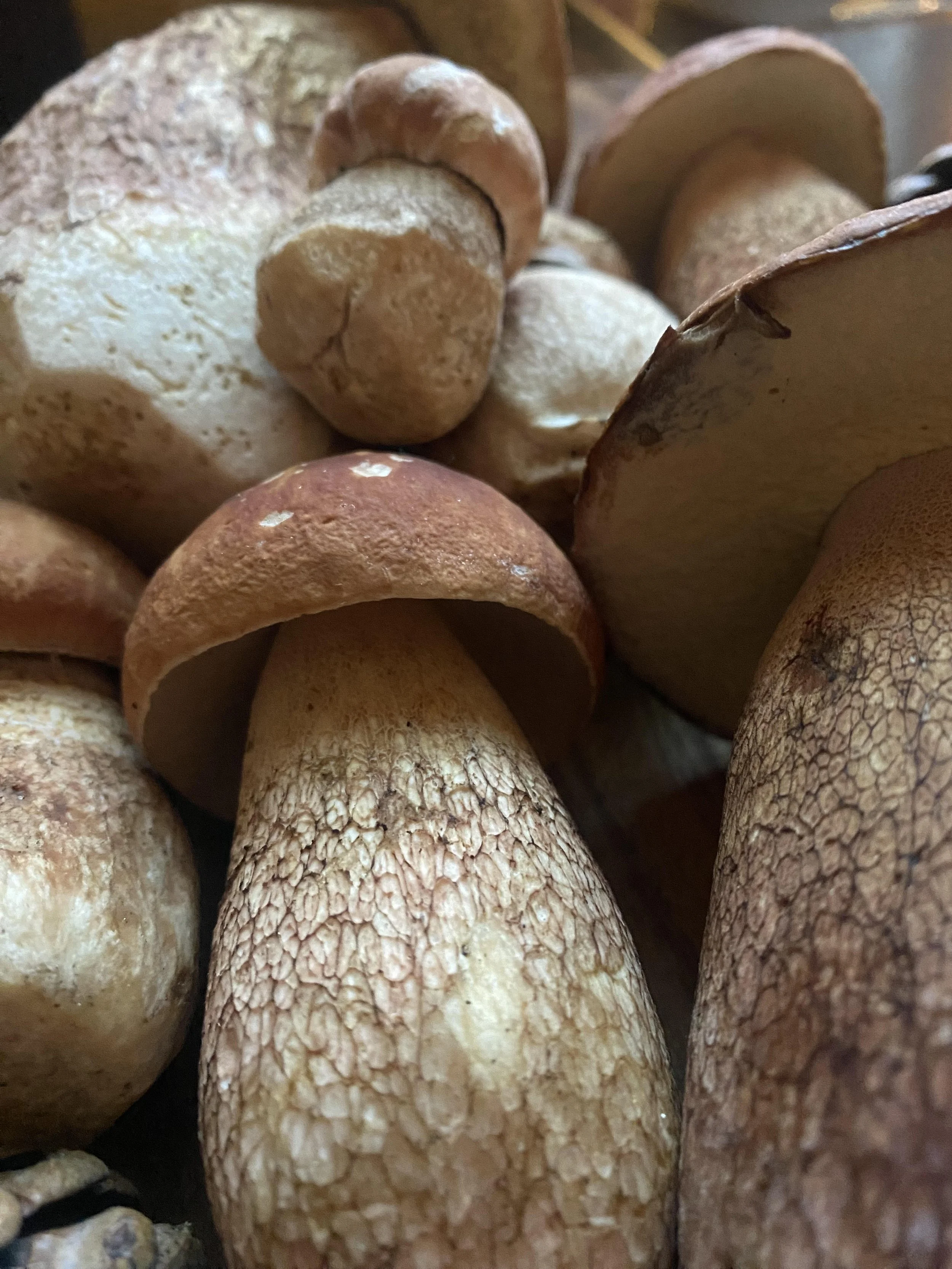Introduction to Mushroom Identification &amp; Foraging