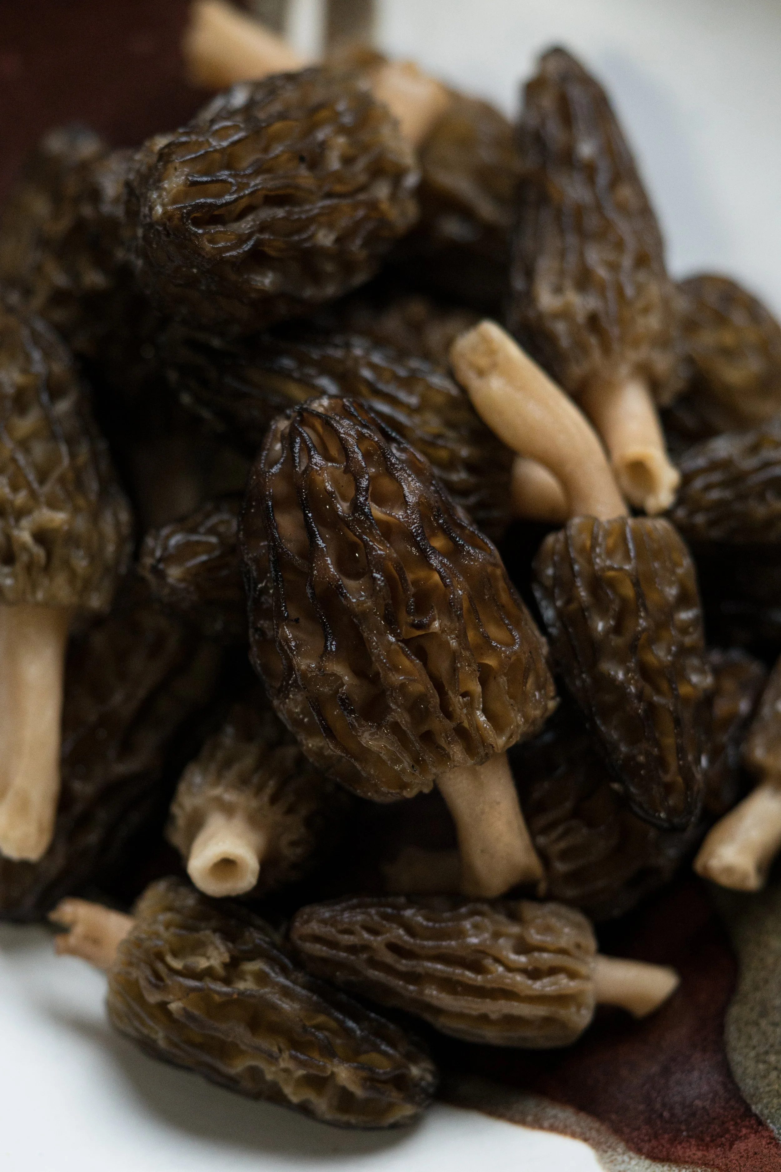 Mushroom Identification Walk (Foray)