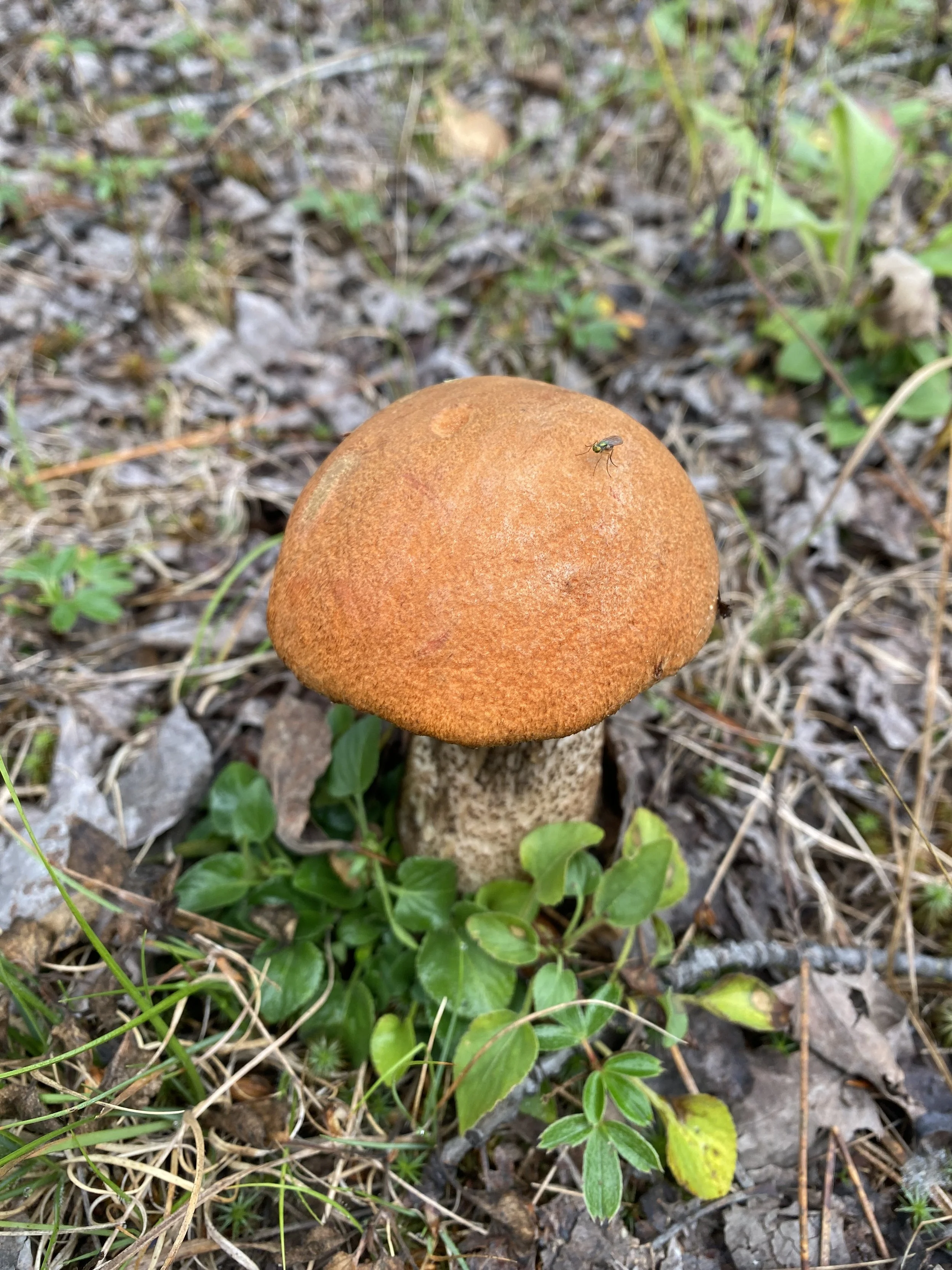 Introduction to Mushroom Identification & Foraging (Copy)