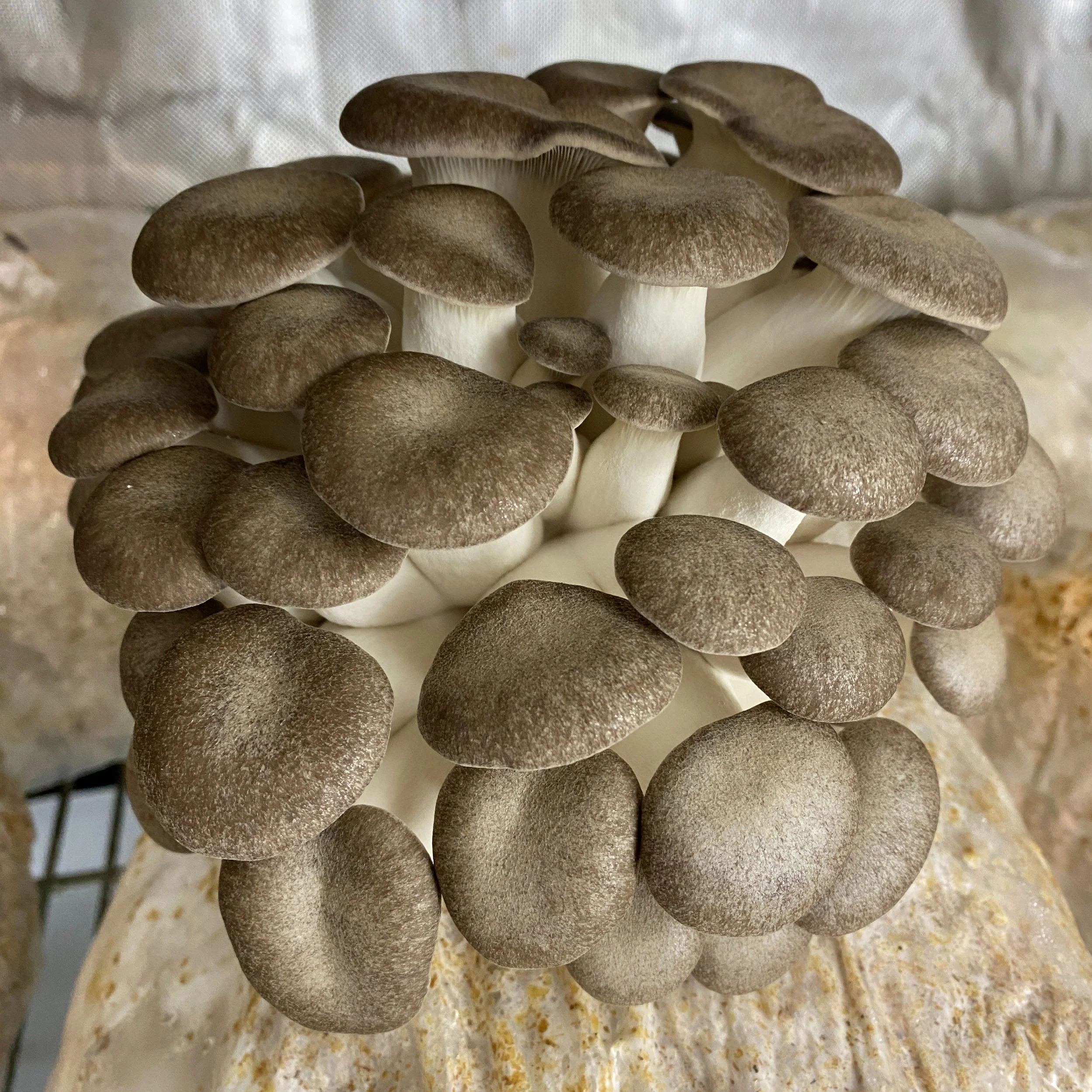 Mushroom Grow Kits