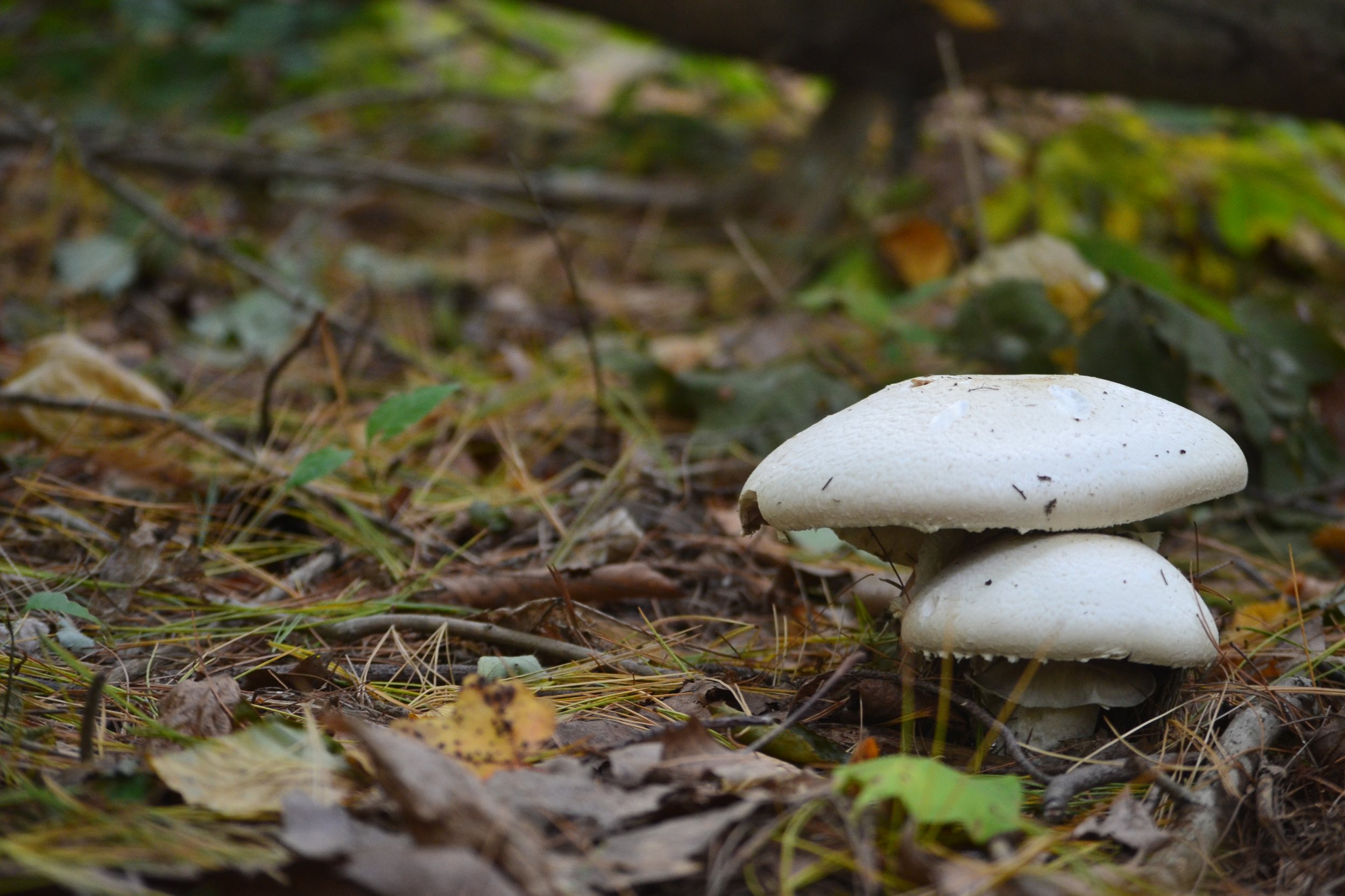 Agaricus arvensis.JPG