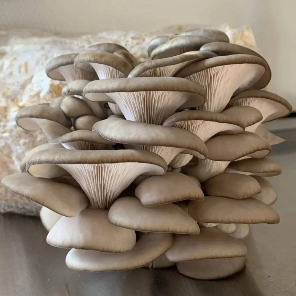 blueoystermushrooms.jpg