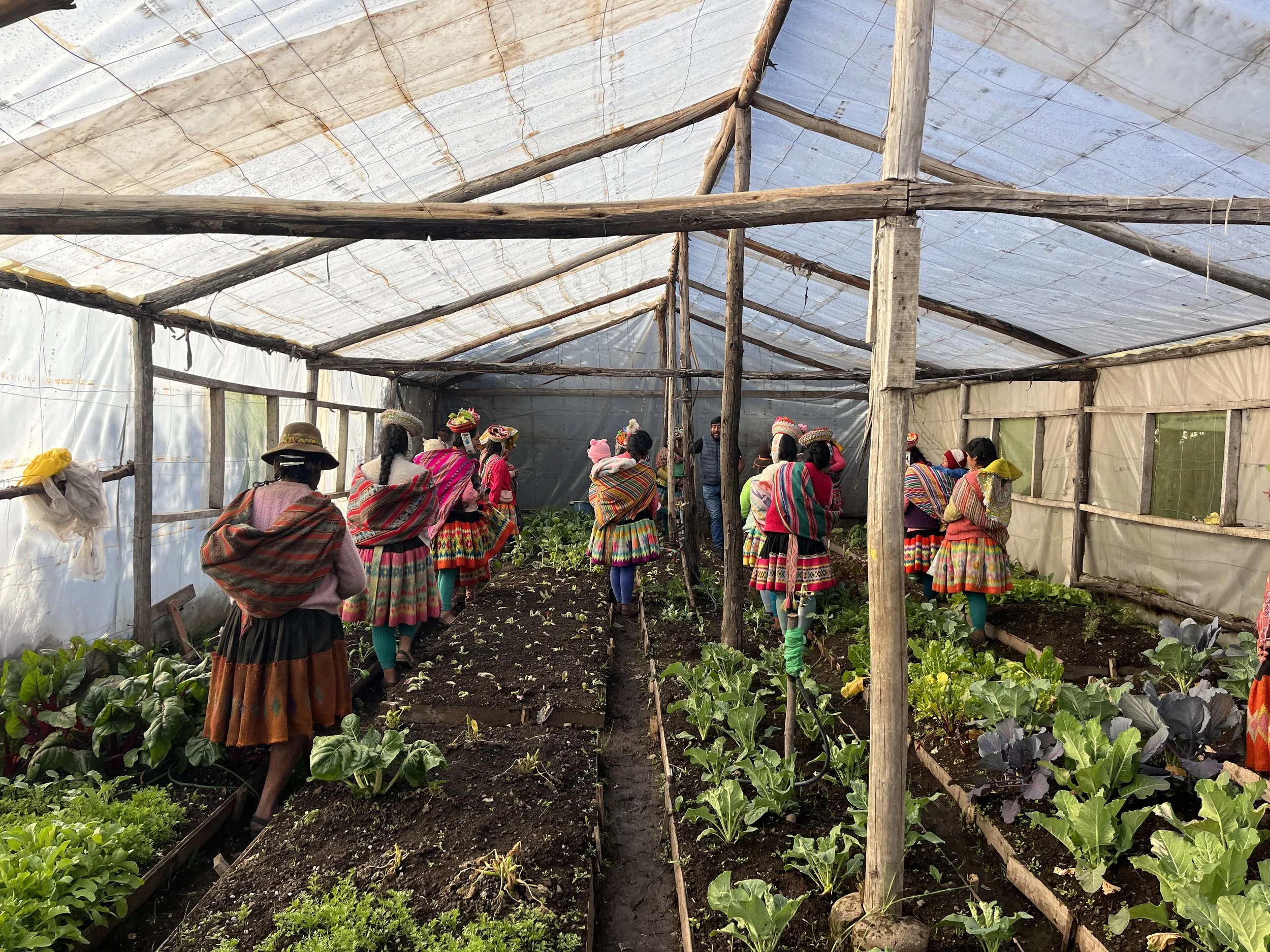 A group of indigenous women wearing colorful traditional clothing and hats inside a greenhouse, tending to vegetable plants.