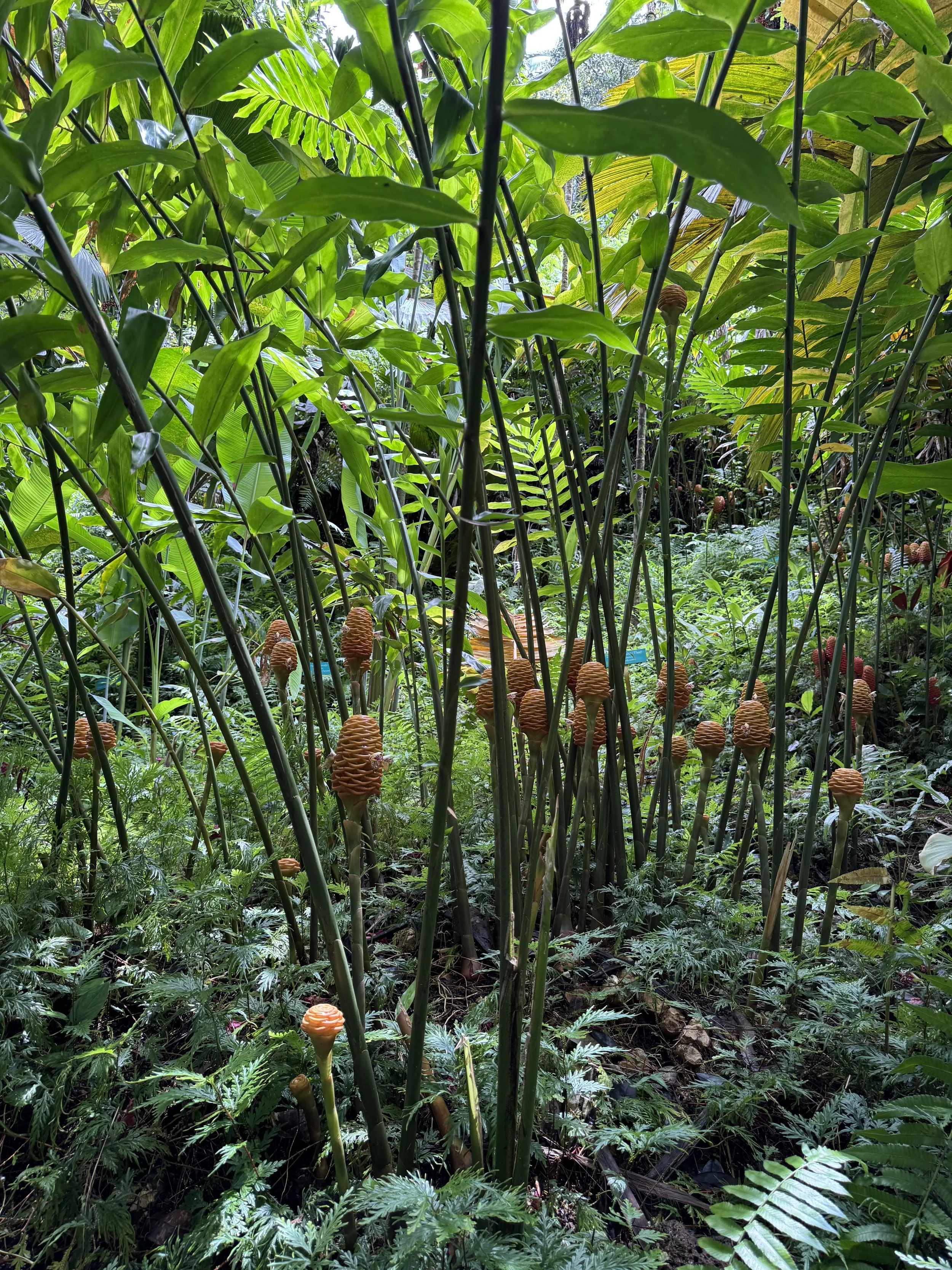 6 botanical.jpeg