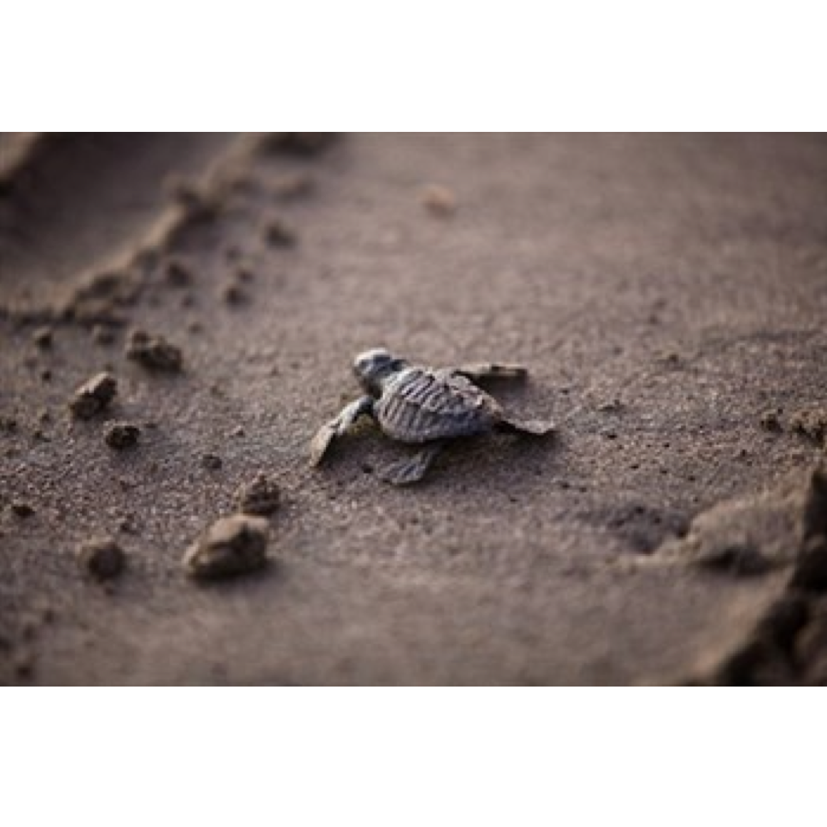 Pandemic Update: Are You 4 Out of 5 Who Will Survive?