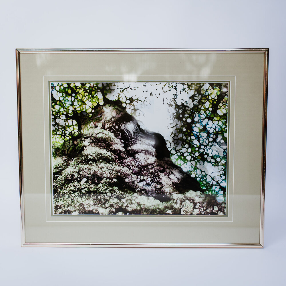 mighty oak, framed print