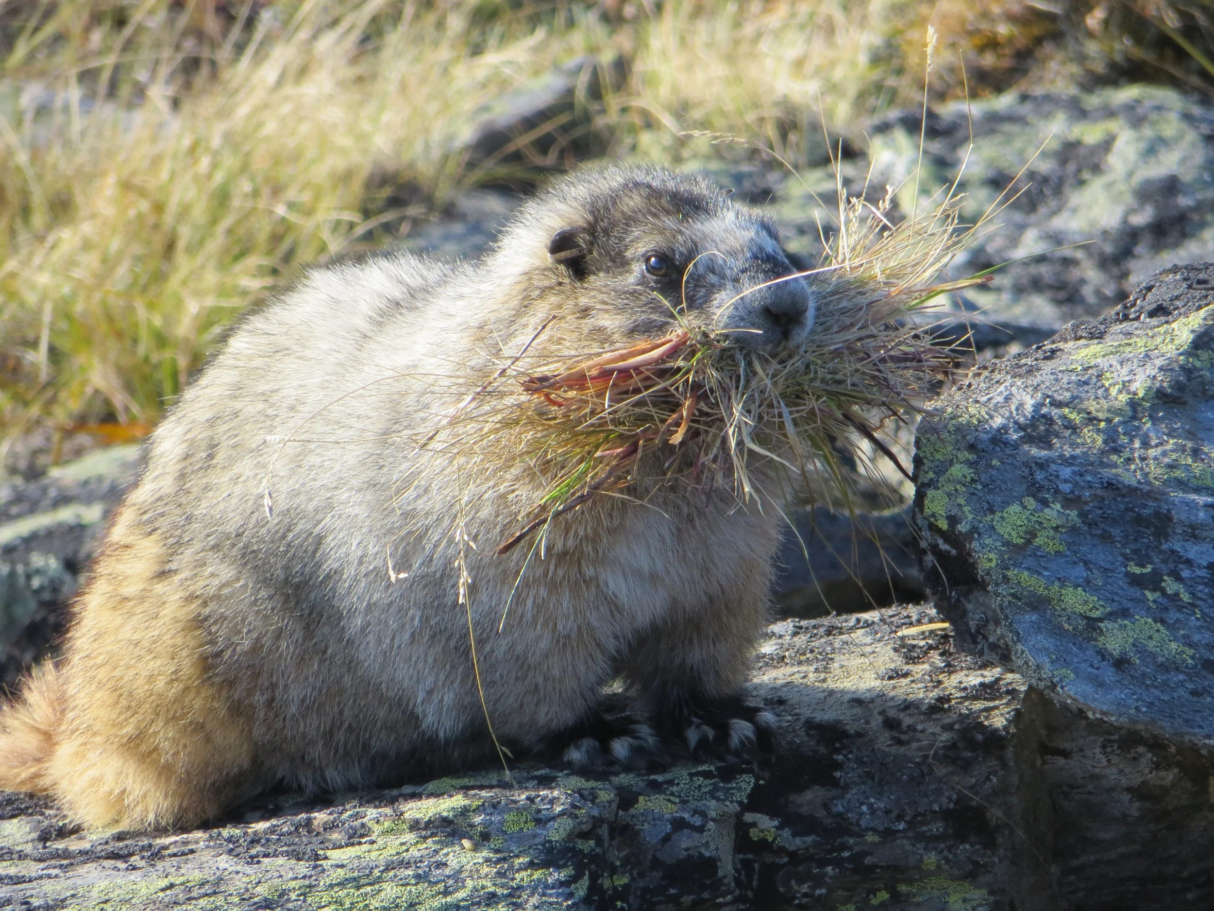 Field Biology-James-D-Smith-11.JPG