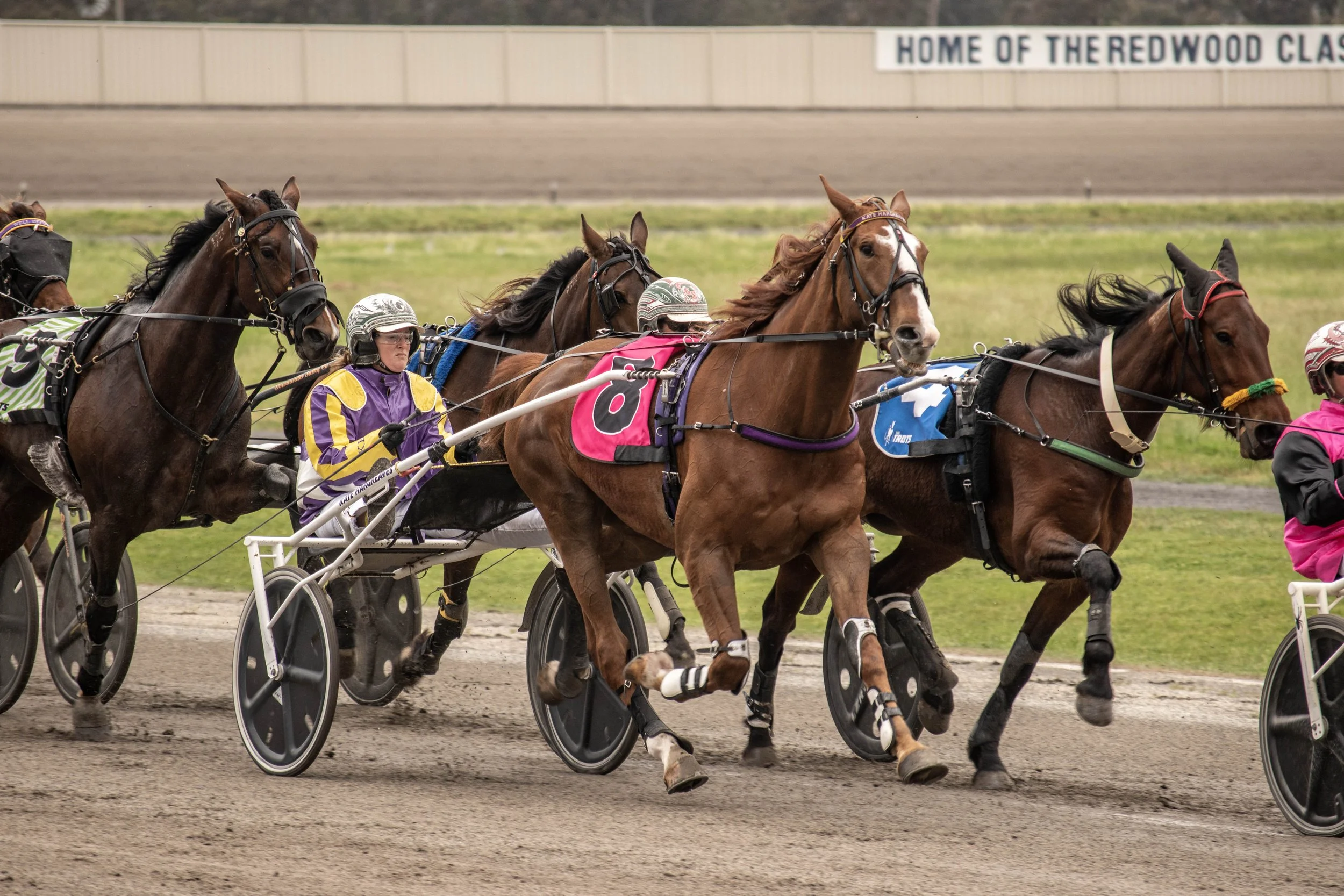 Membership — Maryborough Harness Racing Club