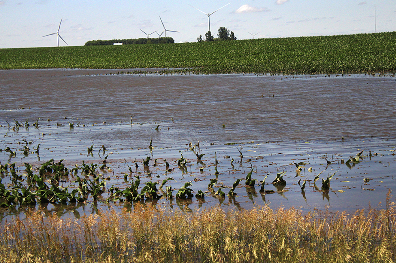 Farmers adding up their losses in southwestern Minnesota after flooding devastates crops